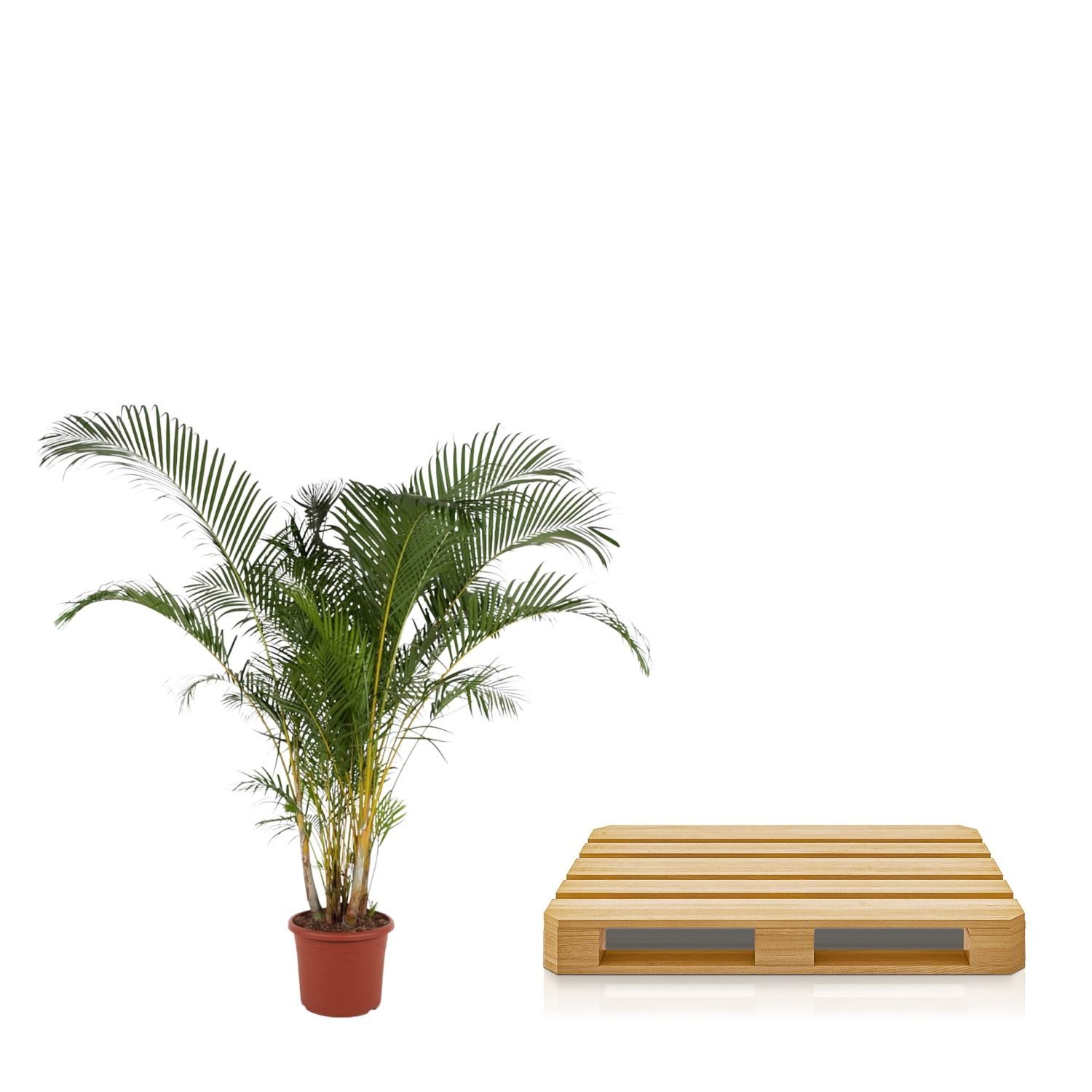 Dypsis Lutescens Areca-Palme in großzügigem Blattwerk