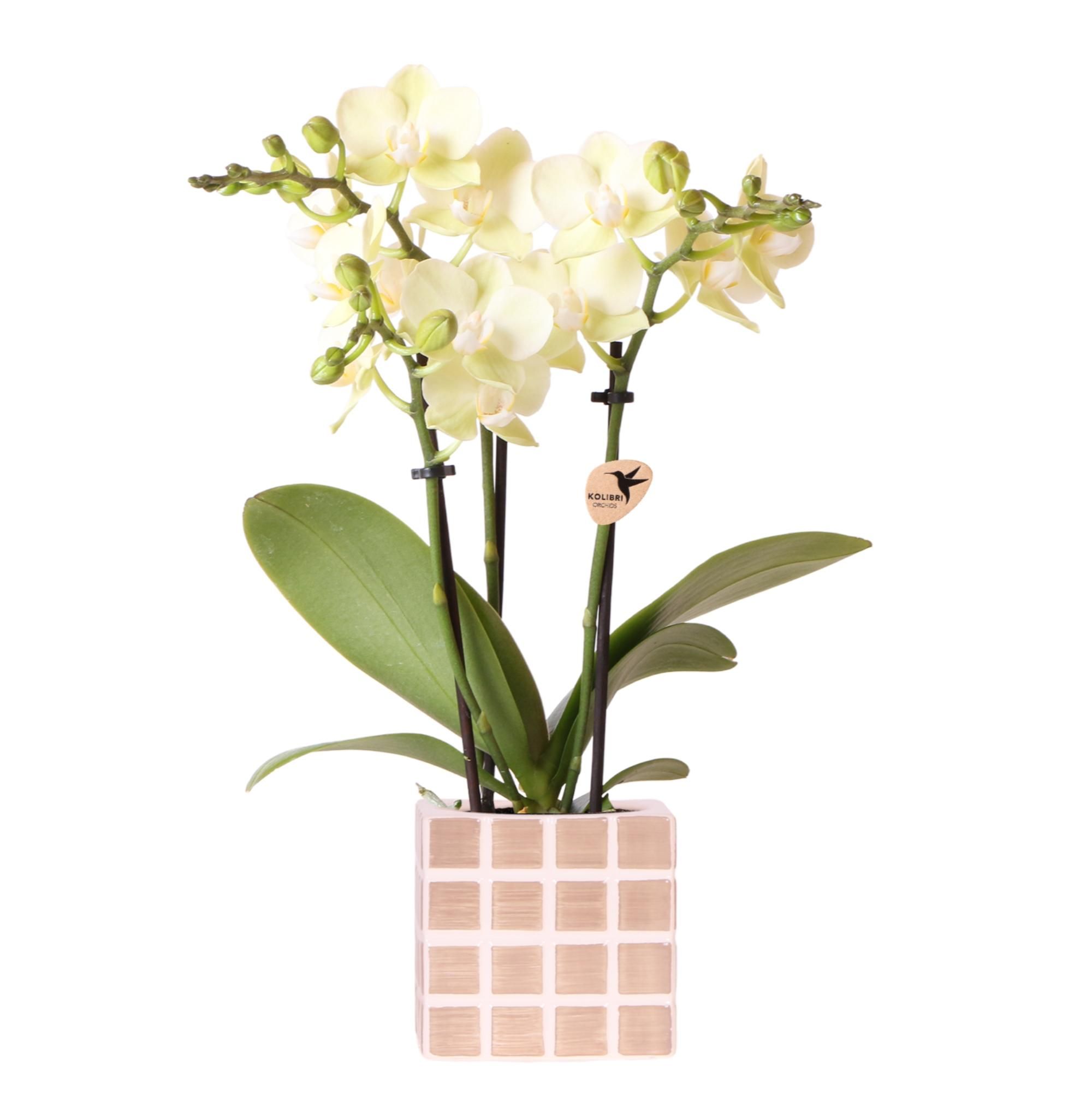 Phalaenopsis Orchidee Gelb mit Übertopf Braun – Ø9cm – Blühende Zimmerpflanze
