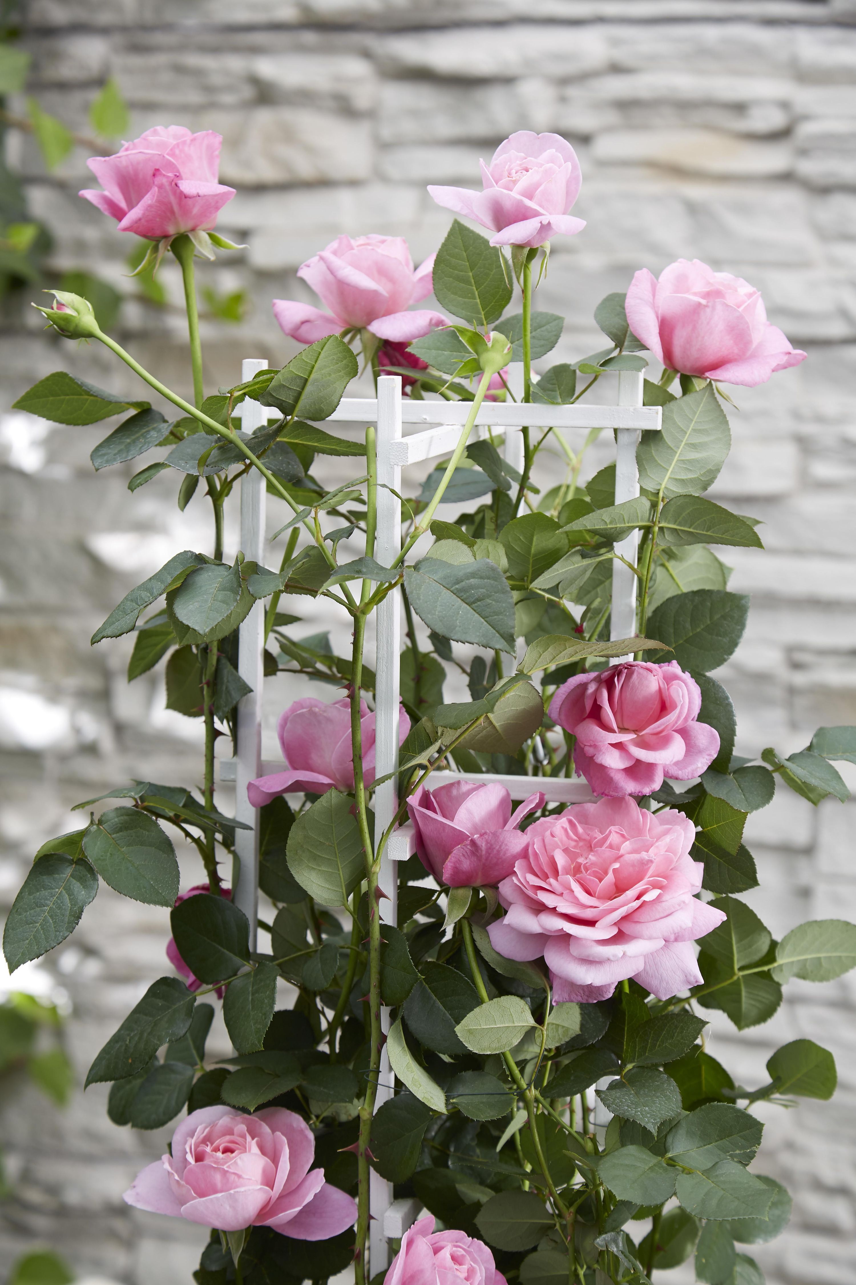 Rosa Kletterrose Crazy in Love Pink