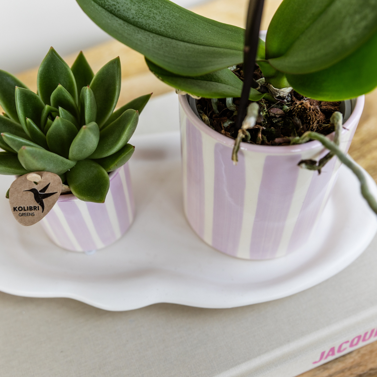 Geschenkset Mediterranean Sunset Klein | Grüne Pflanze & Rosa Phalaenopsis Orchidee Andorra | Im Ziertopf