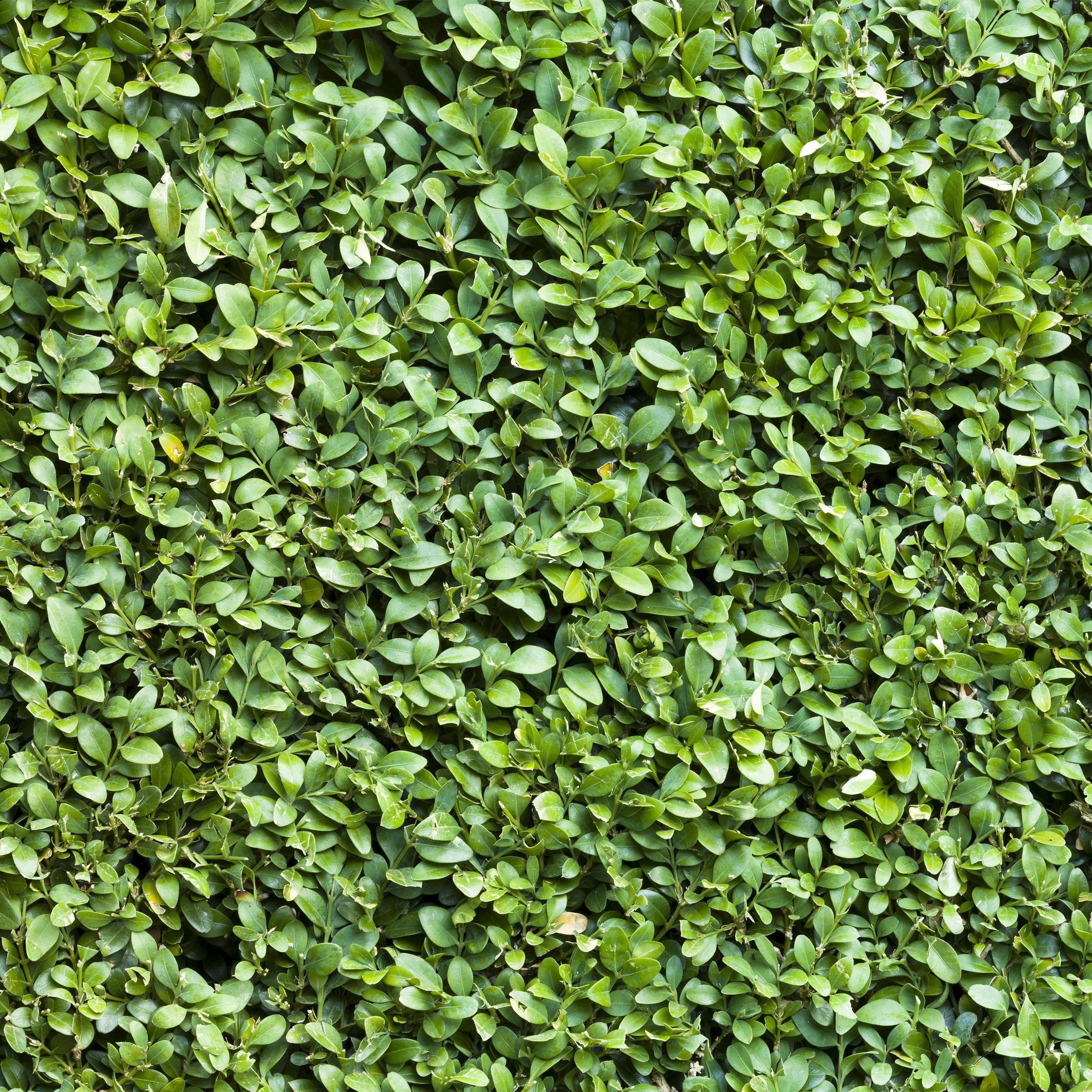 Buxus sempervirens Set – immergrün | 6 Pflanzen für 1 Meter Hecke