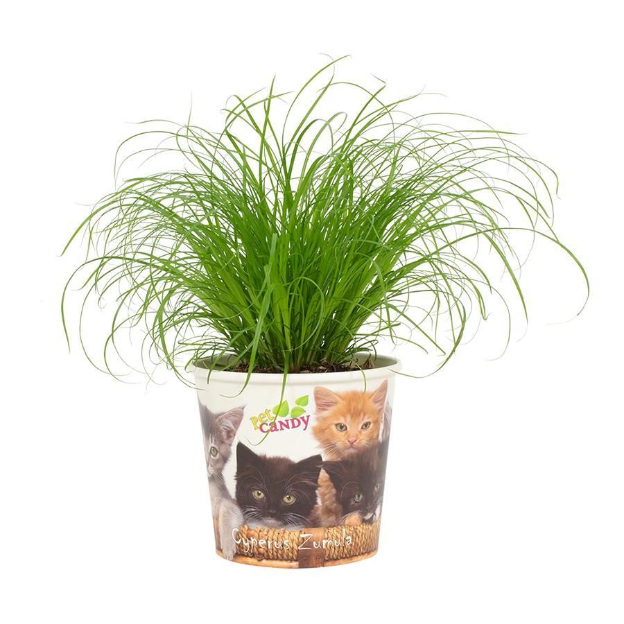 Cyperus Zumula Pflanze im stylischen Pet Candy Kat Übertopf