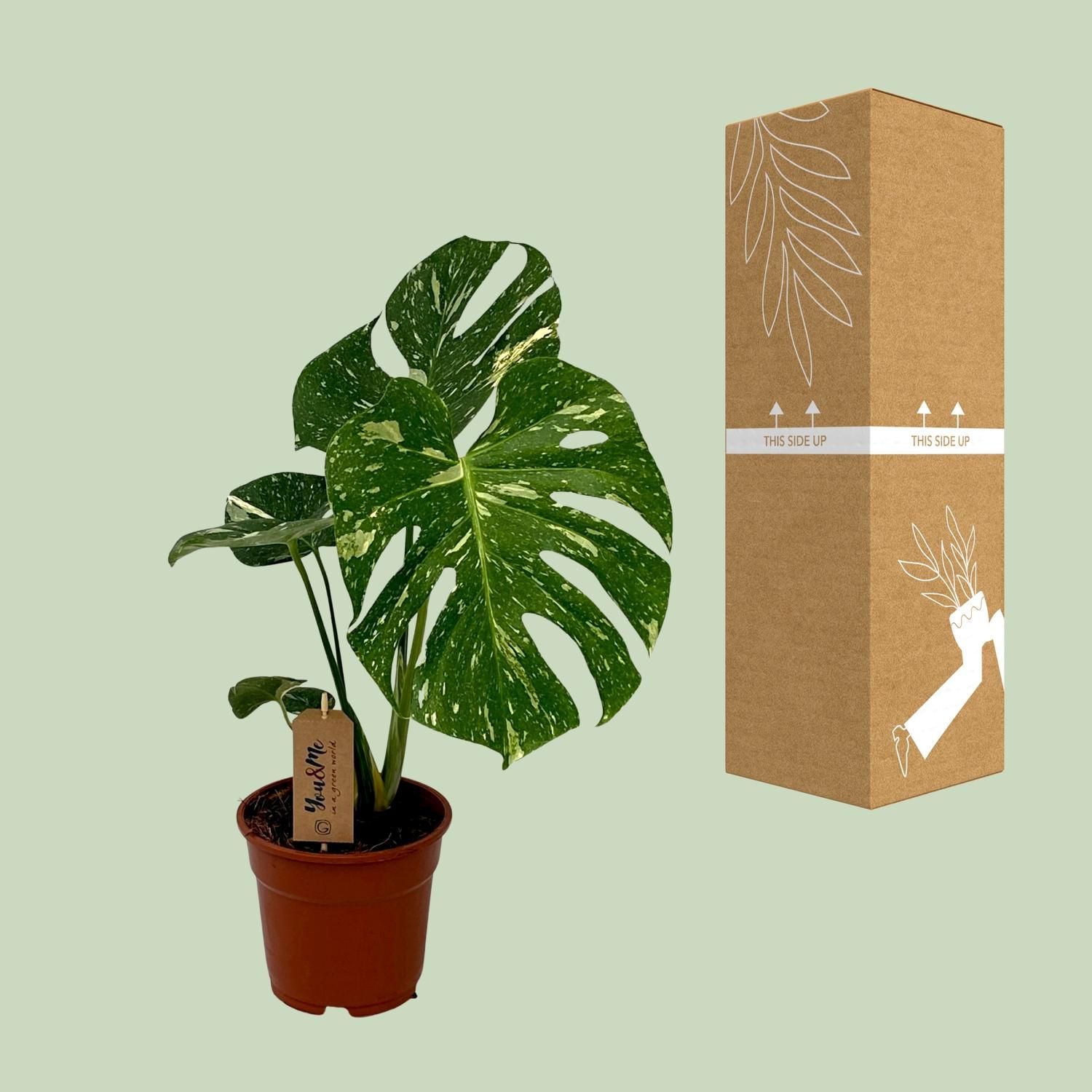 Monstera Deliciosa Zimmerpflanze