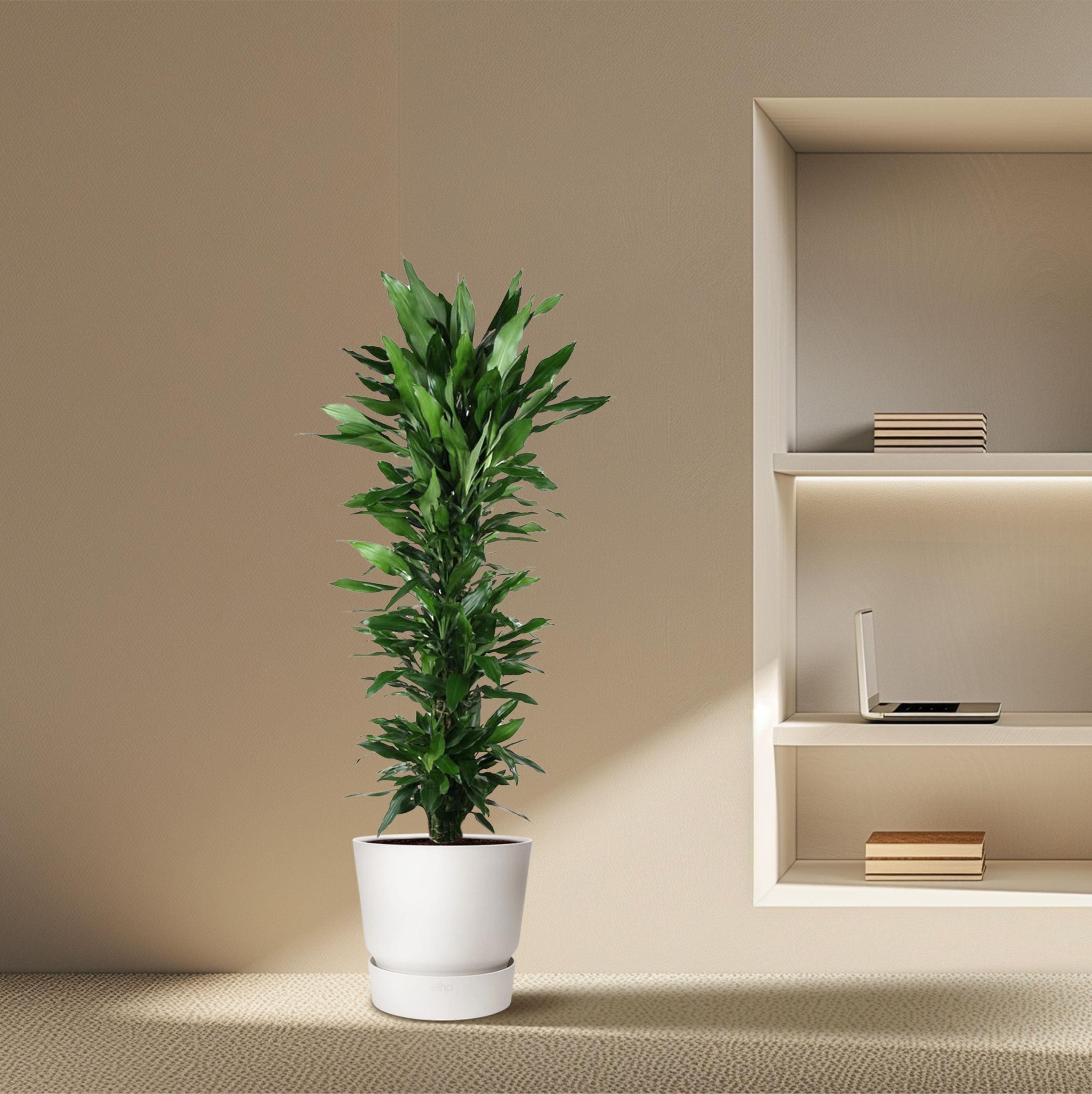 Dracaena Janet Lind hochgewachsen mit glänzenden Blättern