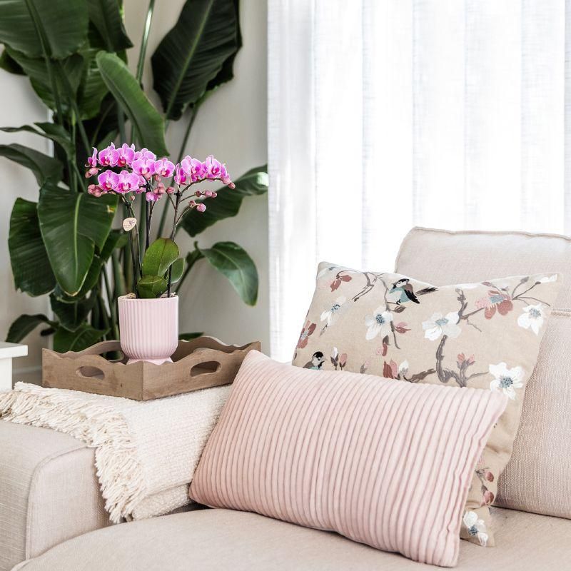 Phalaenopsis Orchidee im rosa Dekotopf mit weißem Tablett