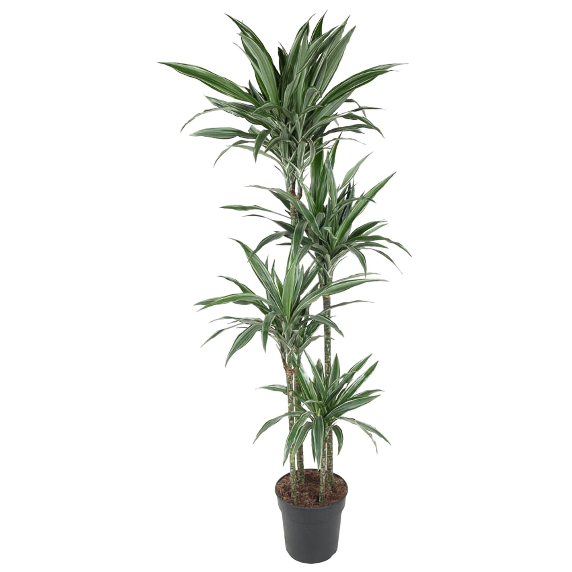 Dracaena Warneckei elegante Zimmerpflanze