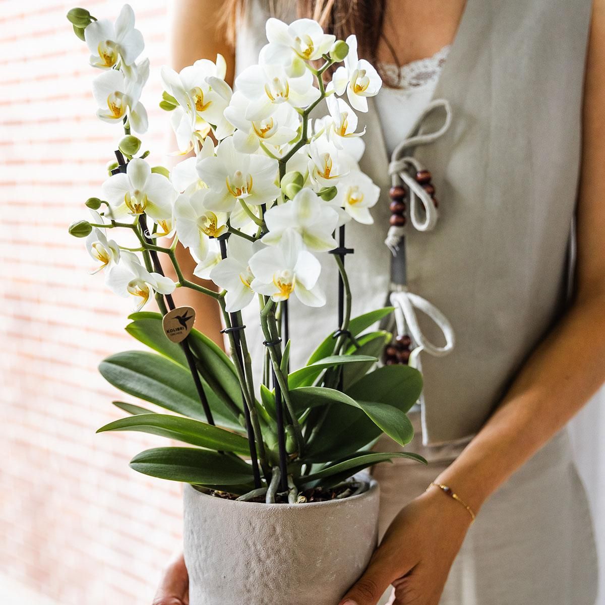 Weiße Phalaenopsis Orchidee mit zarten Blüten