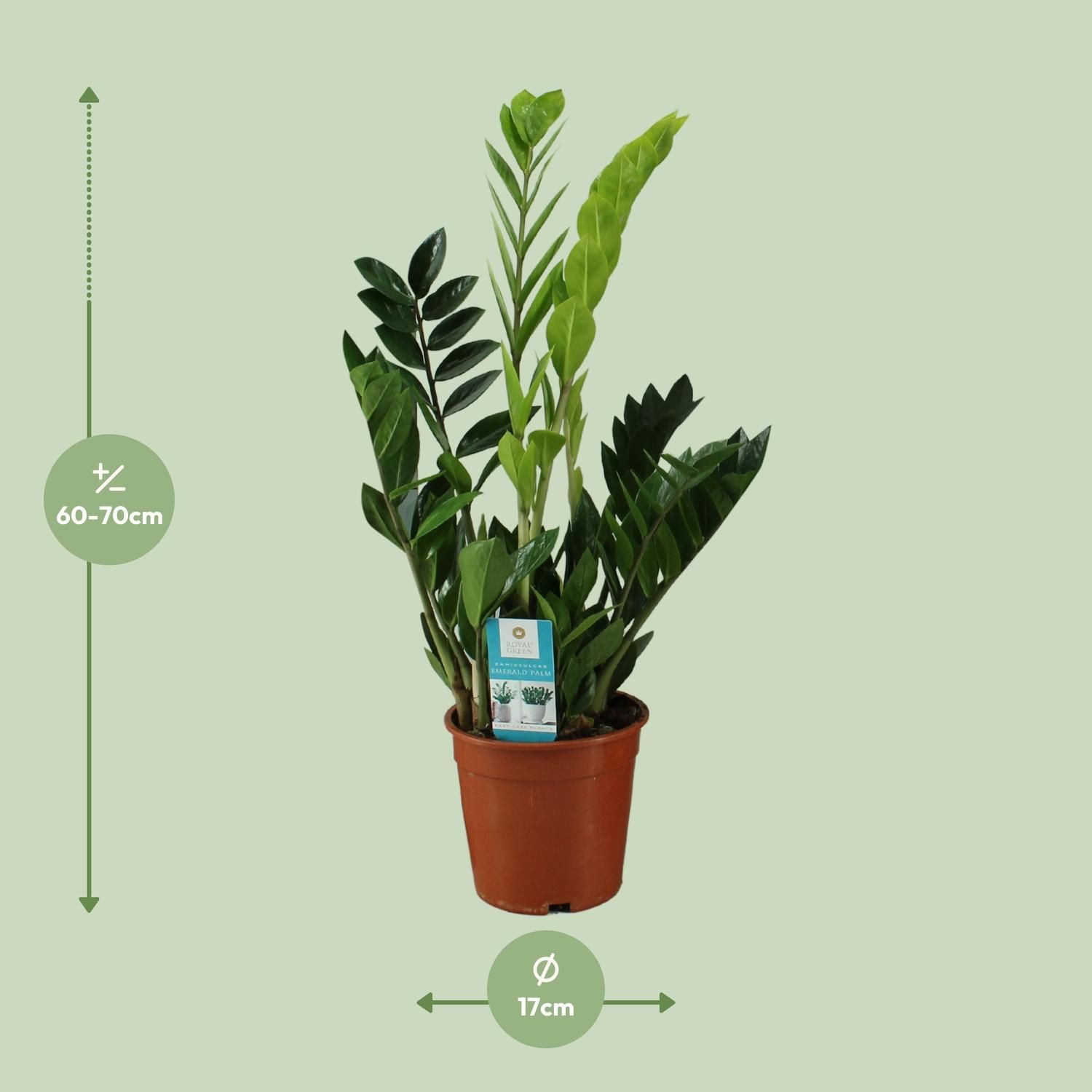 Zamioculcas Zimmerpflanze mit glänzenden Blättern
