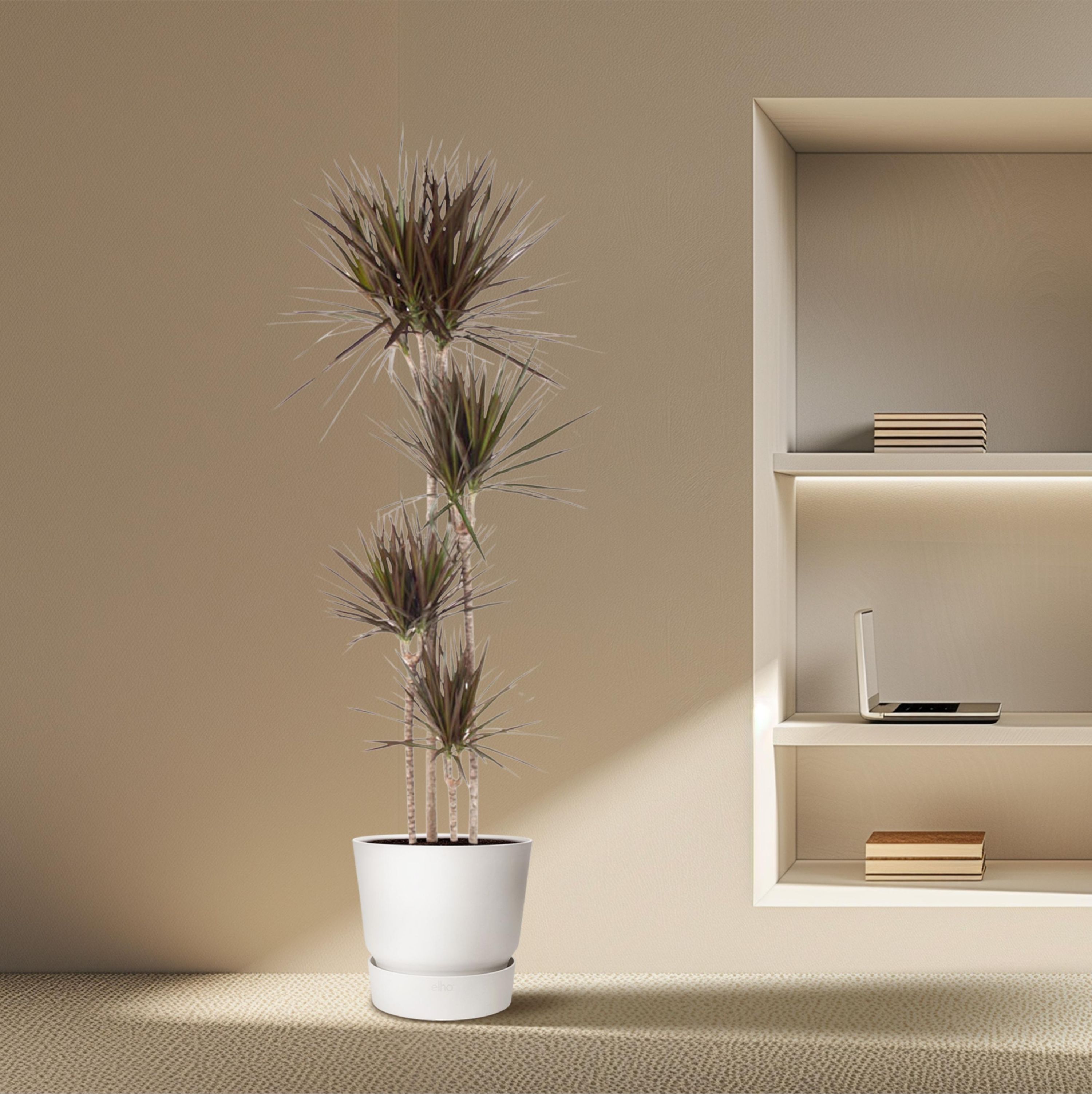 Dracaena Magenta Zimmerpflanze