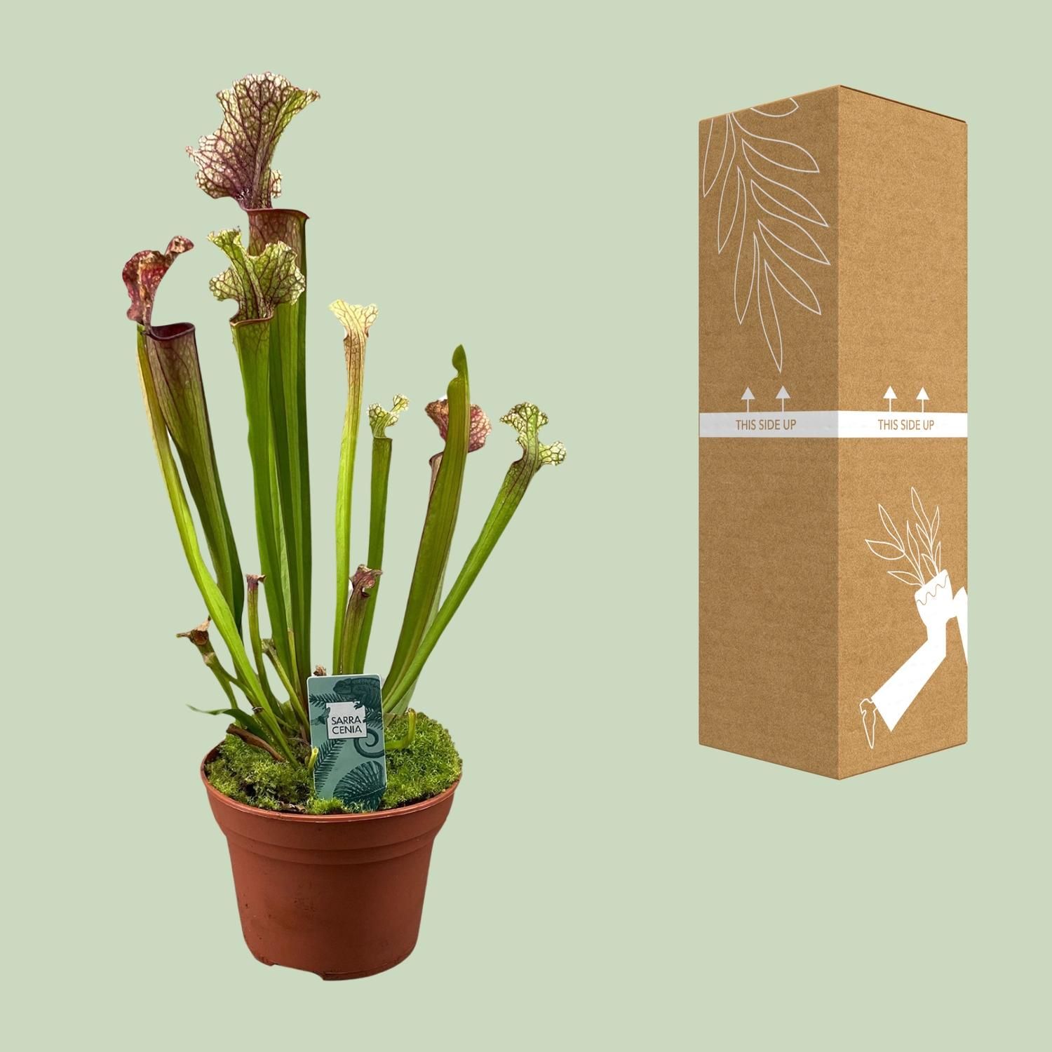 Exotische Sarracenia Judith Hindle Pflanze