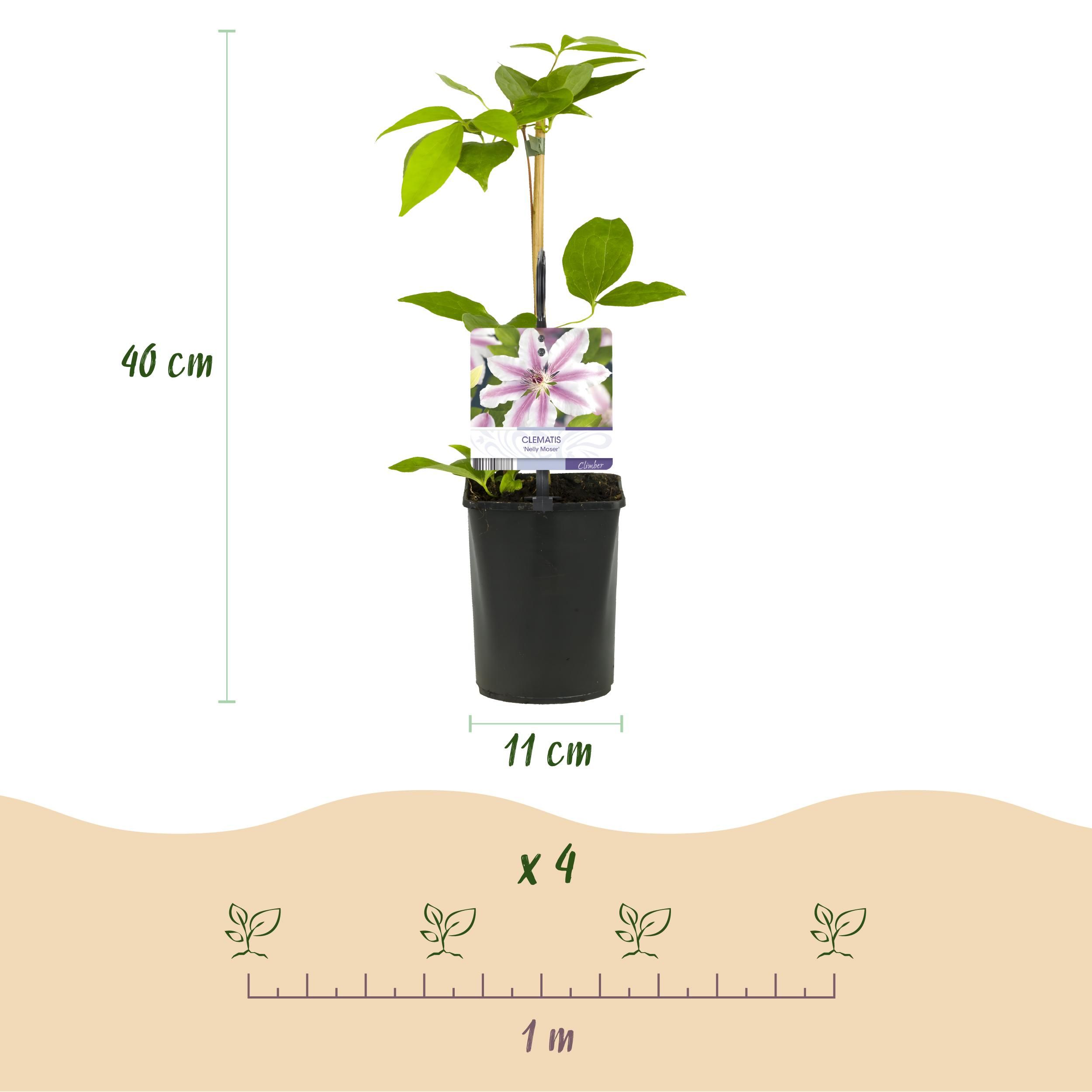 Clematis Nelly Moser Kletterpflanze | Blüte Rosa – Wenig Pflege | 2 Pflanzen