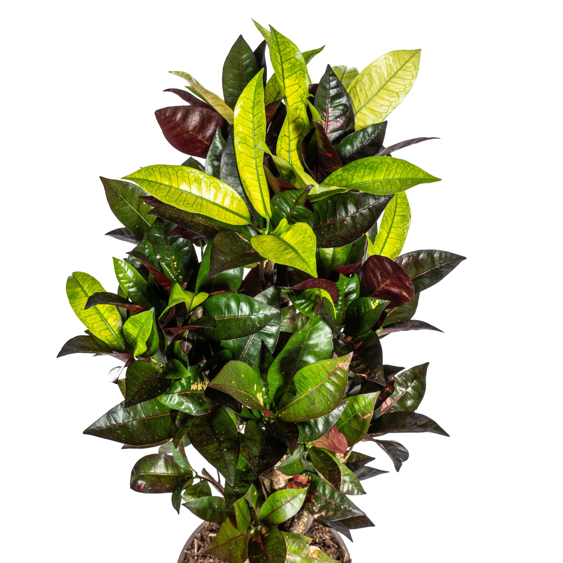 Codiaeum 'Croton' Iceton – Ø21cm – ↕60-80cm