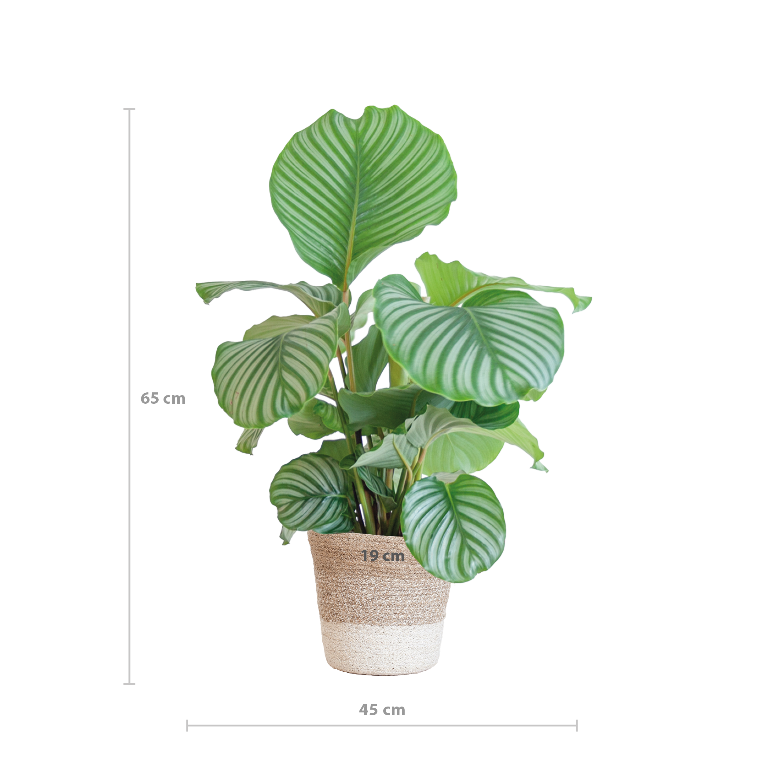Calathea Orbifolia Zimmerpflanze mit Lissabon Korb