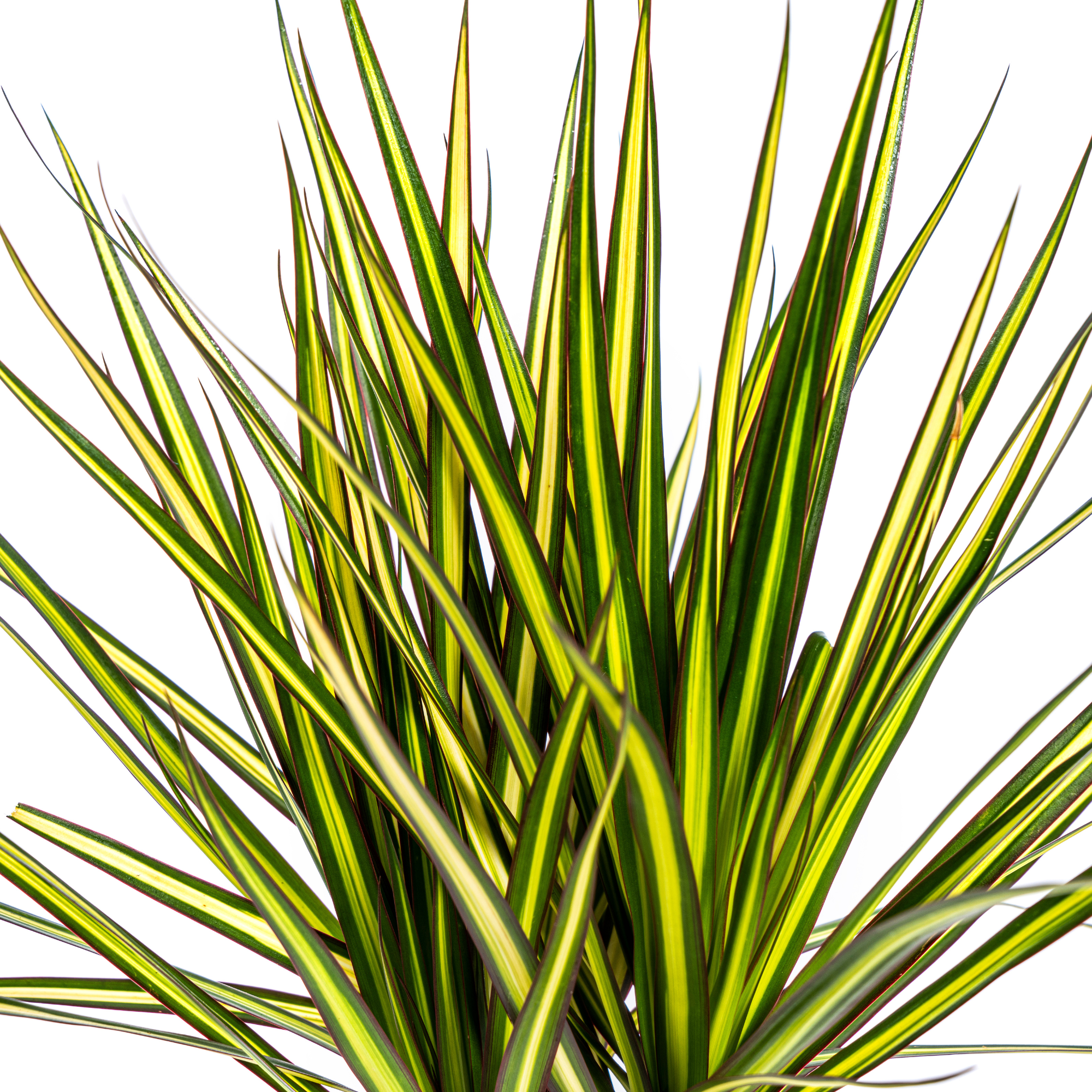 Drachenbaum Sunray –  Ø17cm – 60-80cm hoch