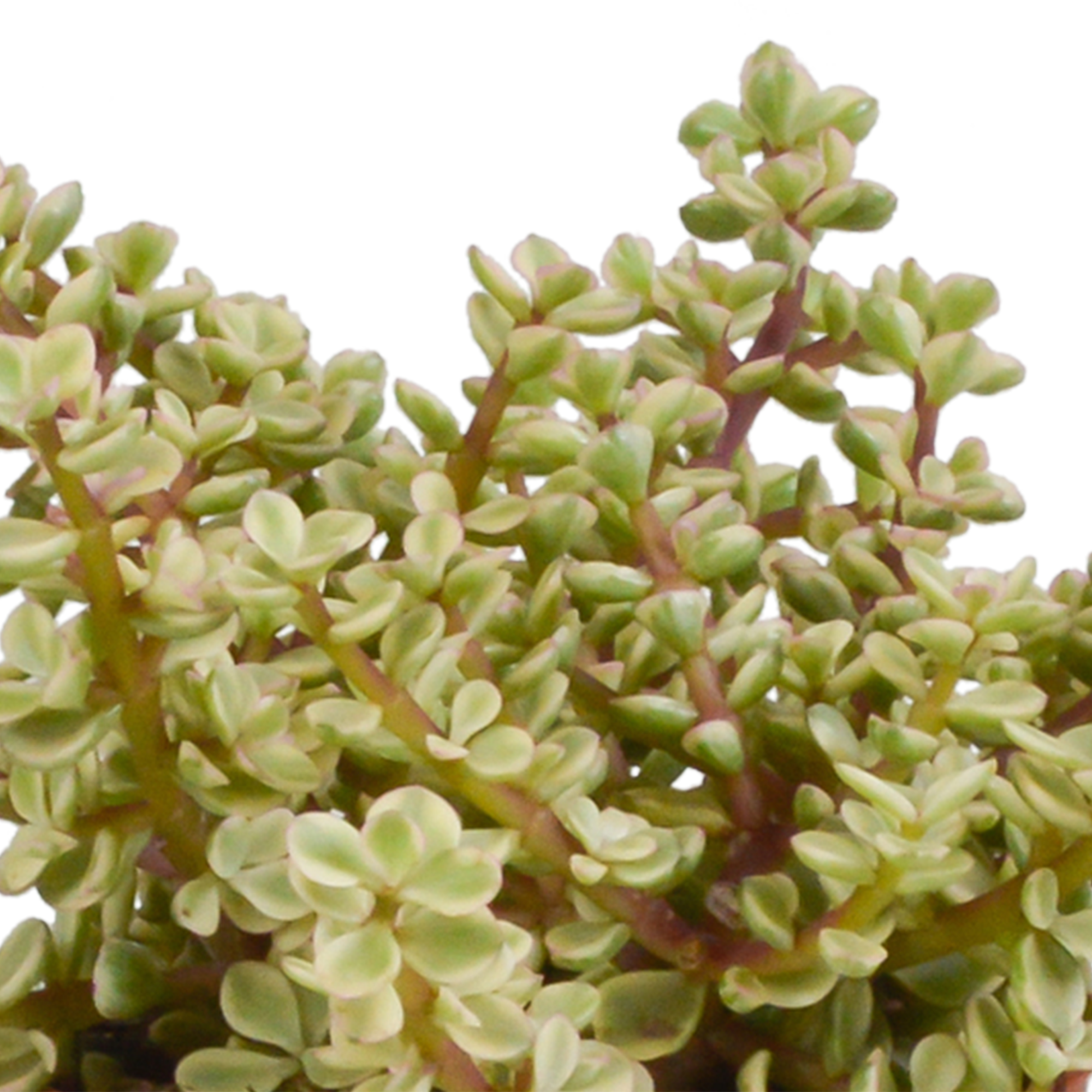 Crassula Mix im Terrakottatopf