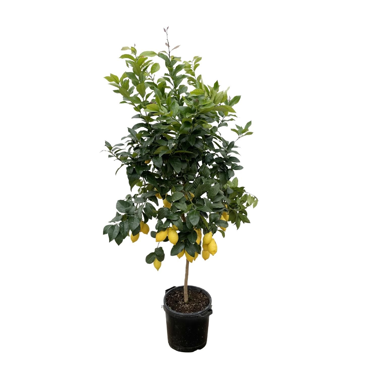 Citrus Calamondin Zimmerpflanze