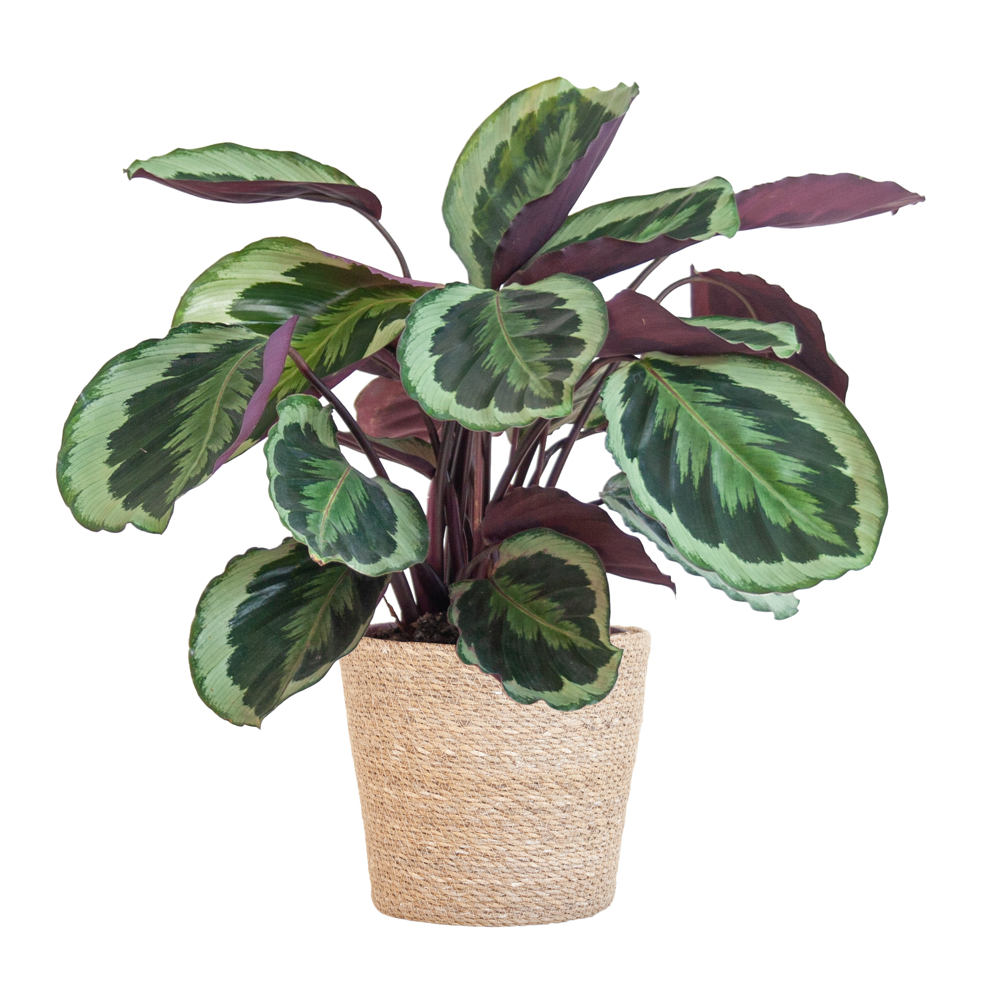 Calathea Medaillon Zimmerpflanze mit Sofia Seegras-Korb