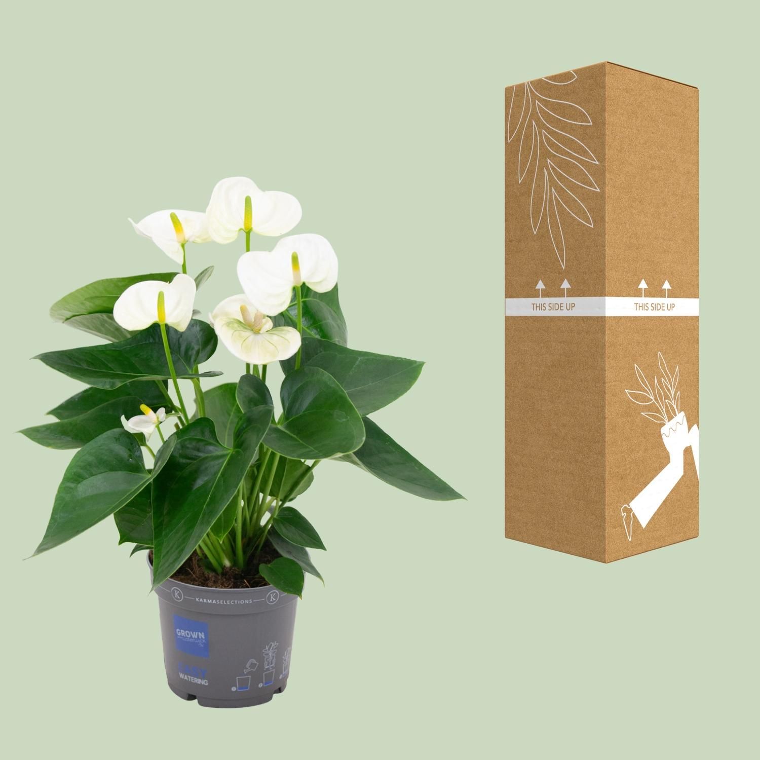 Anthurium White - Elegante Zimmerpflanze mit Herzblättern