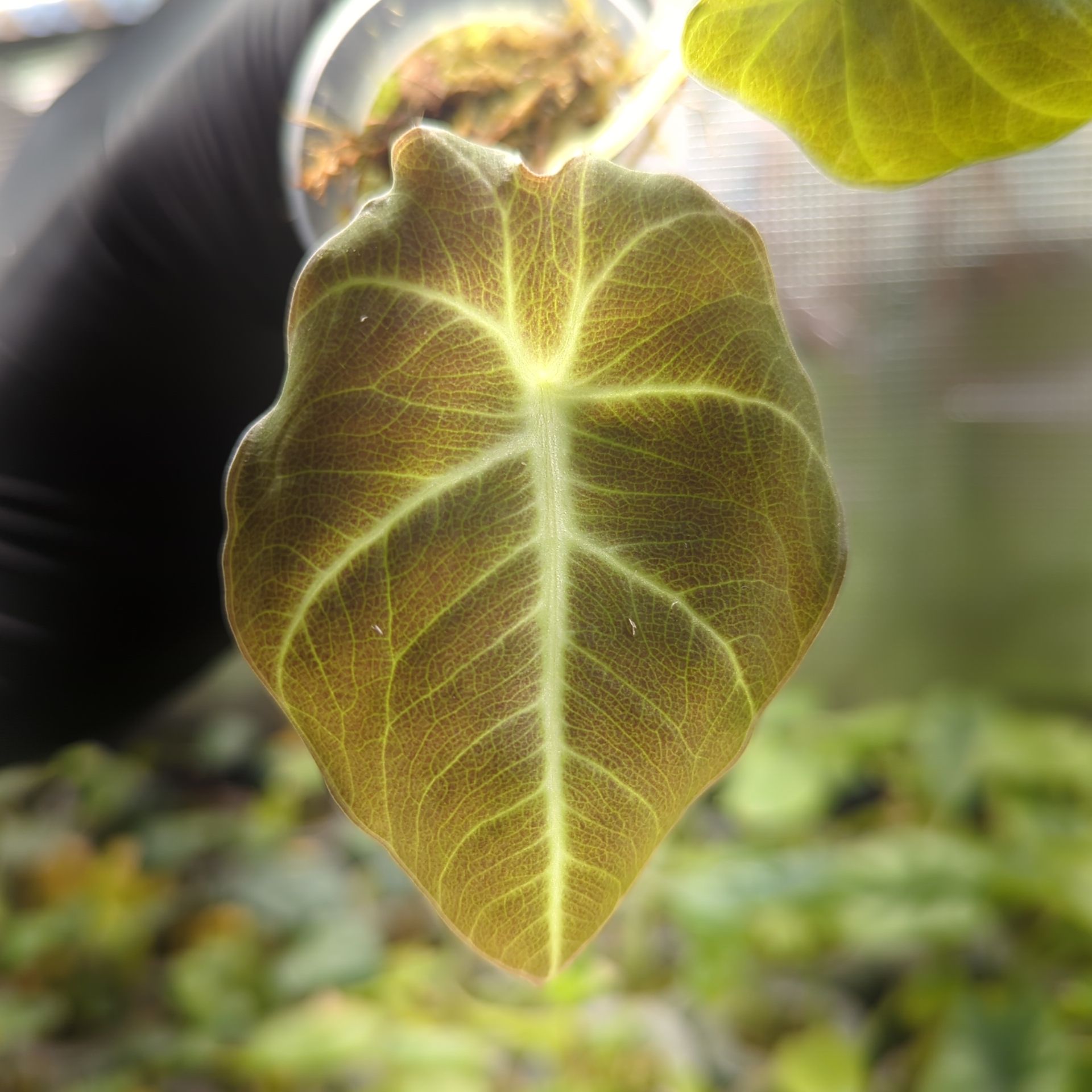 Baby Alocasia reginula Black Velvet + selbstbewässernder Übertopf