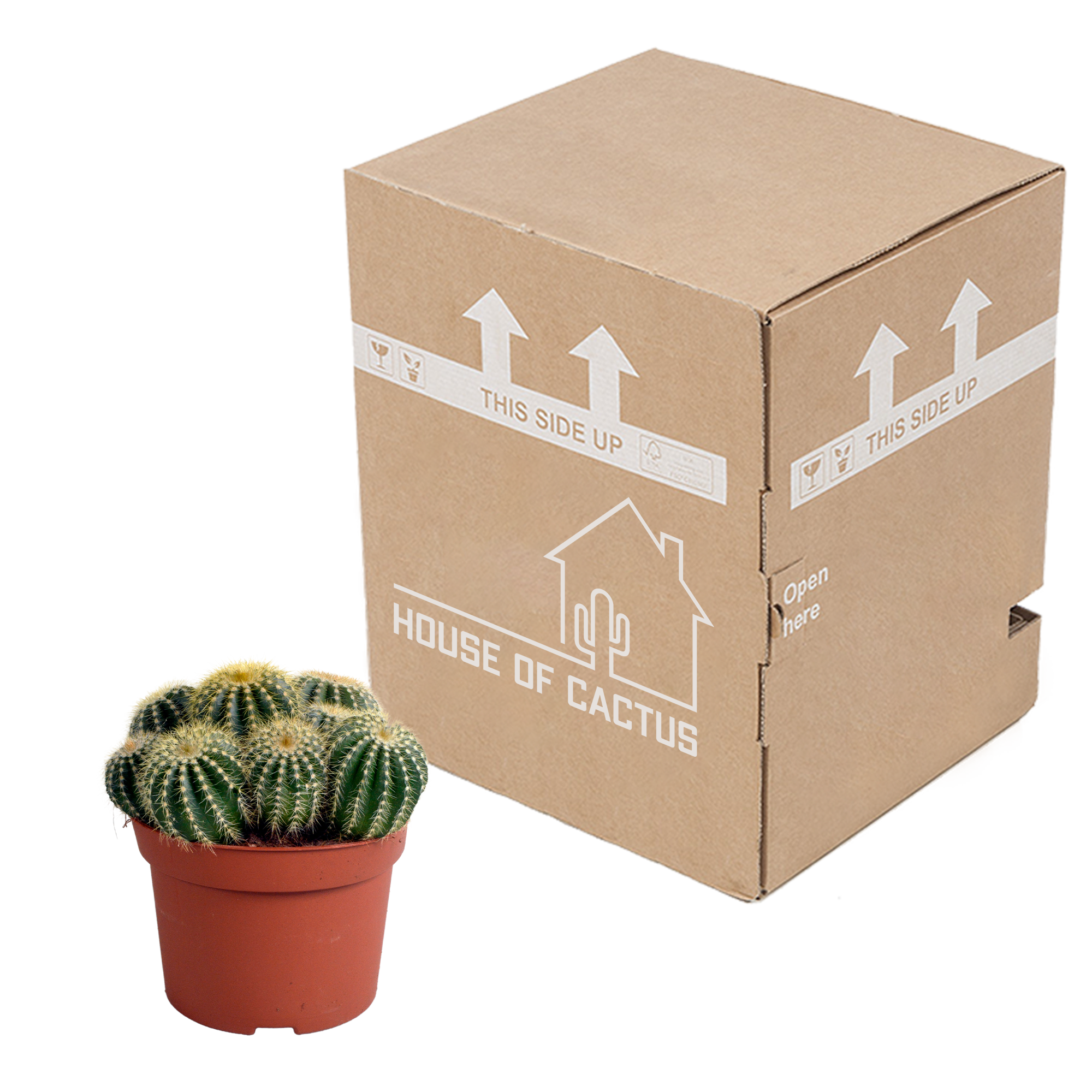 Eriocactus warasii 12cm | Robuster Kaktus | Pflegeleicht