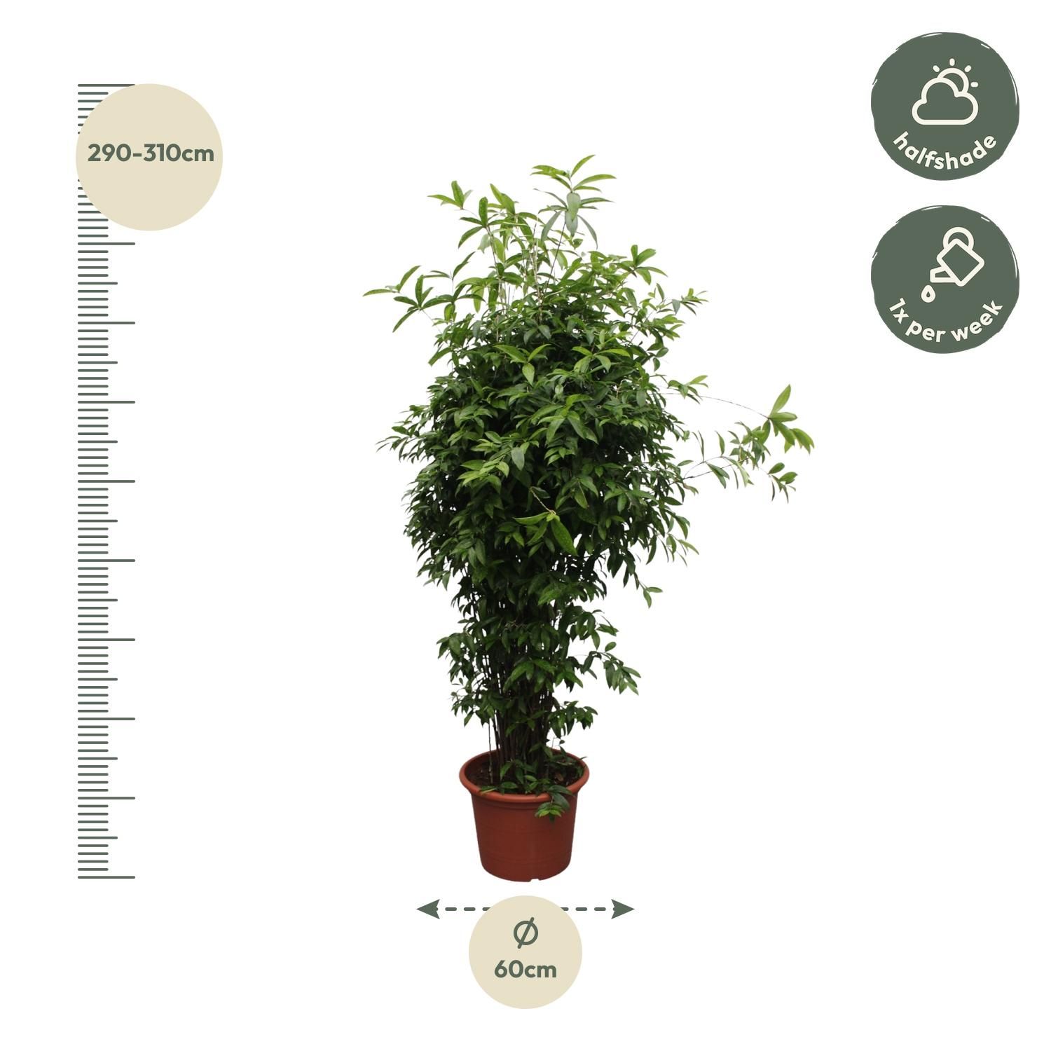 Dracaena Surculosa Zimmerpflanze
