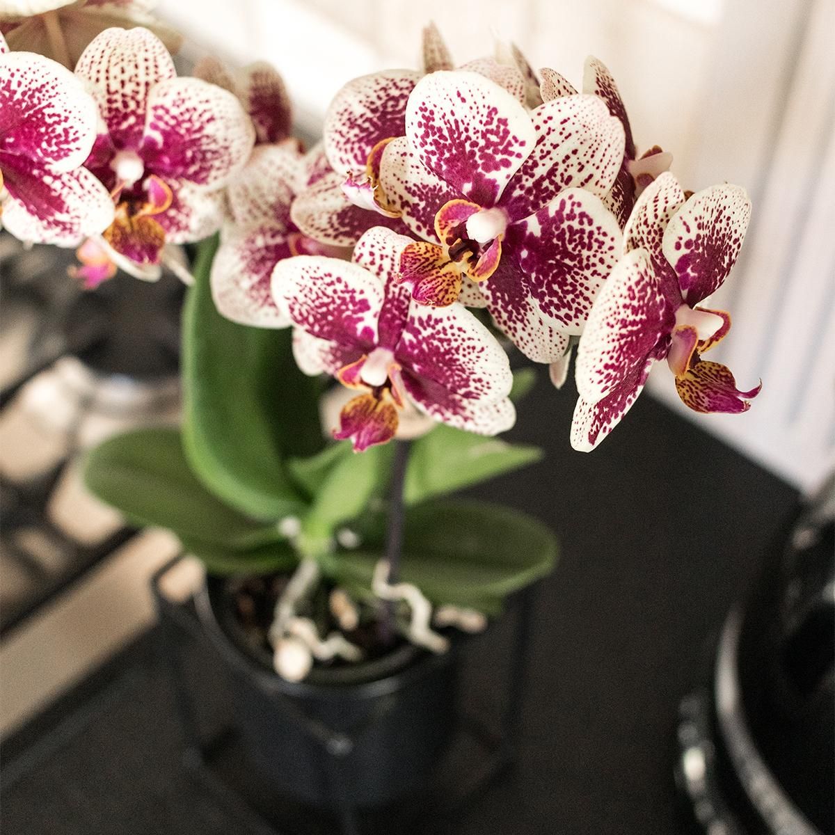 Phalaenopsis Orchidee Gelb-Rot