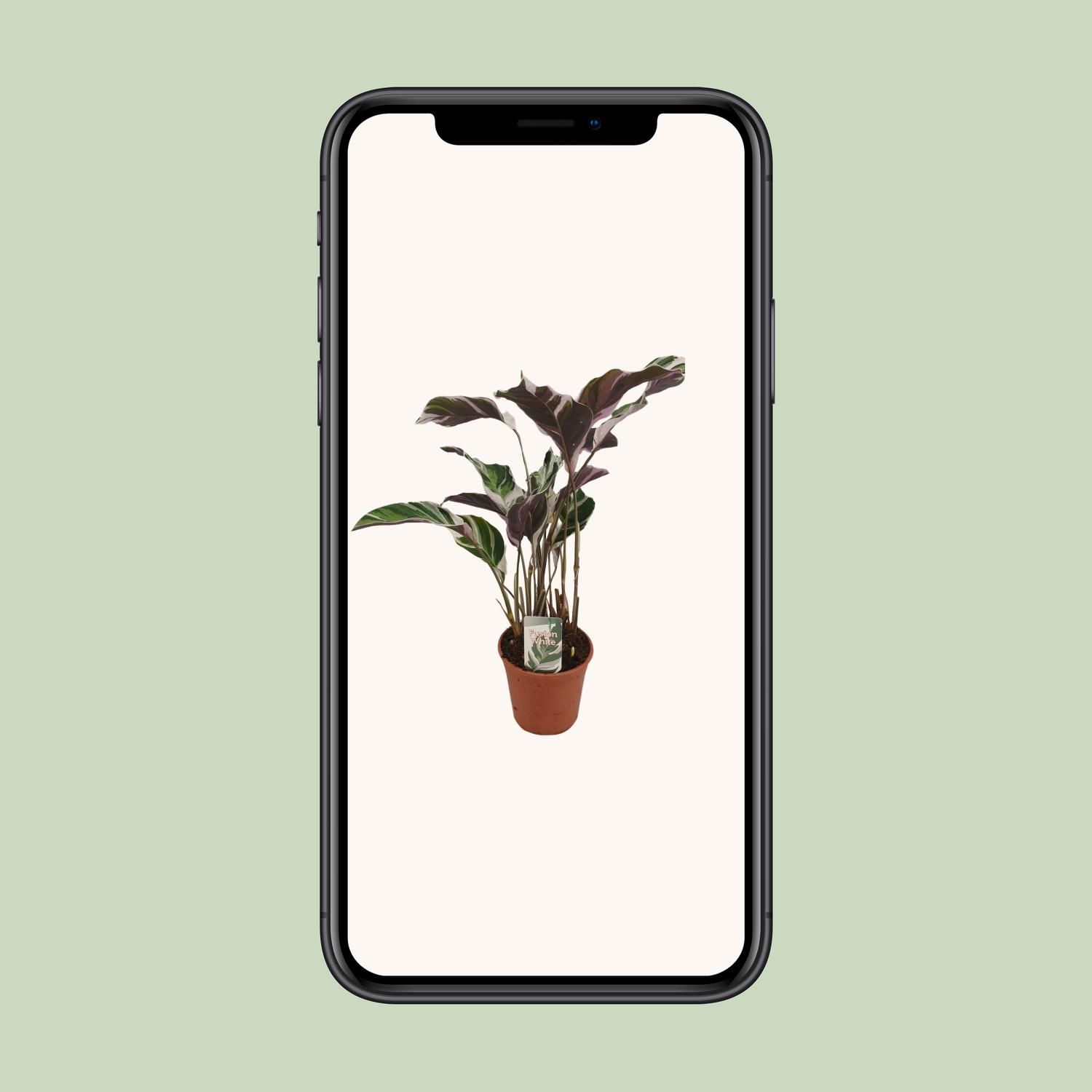 Calathea Fusion White Basic Zimmerpflanze