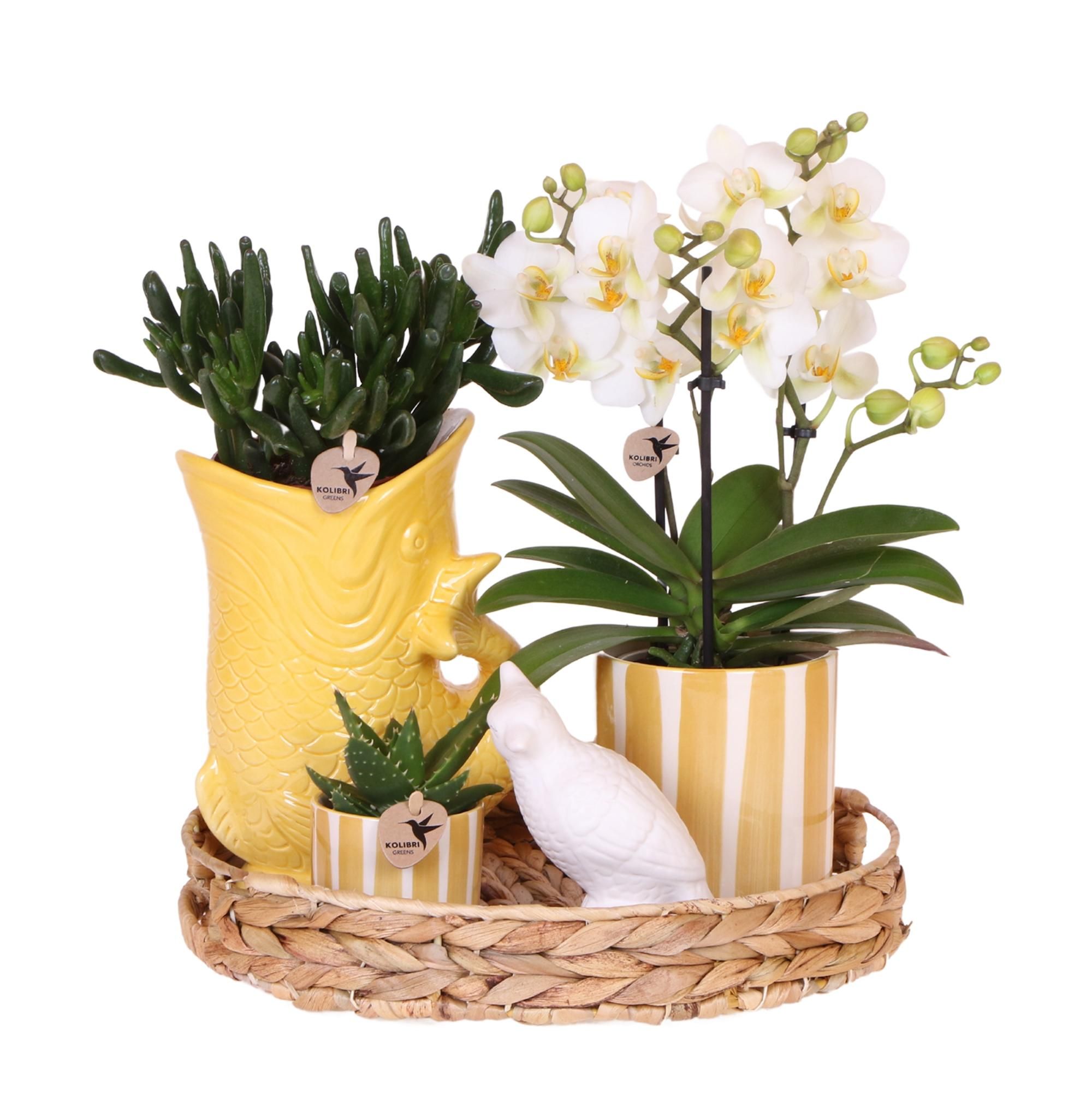 Geschenkset Mediterranean Sunset – Weiße Orchidee & Sukkulenten Set mit Dekotöpfen