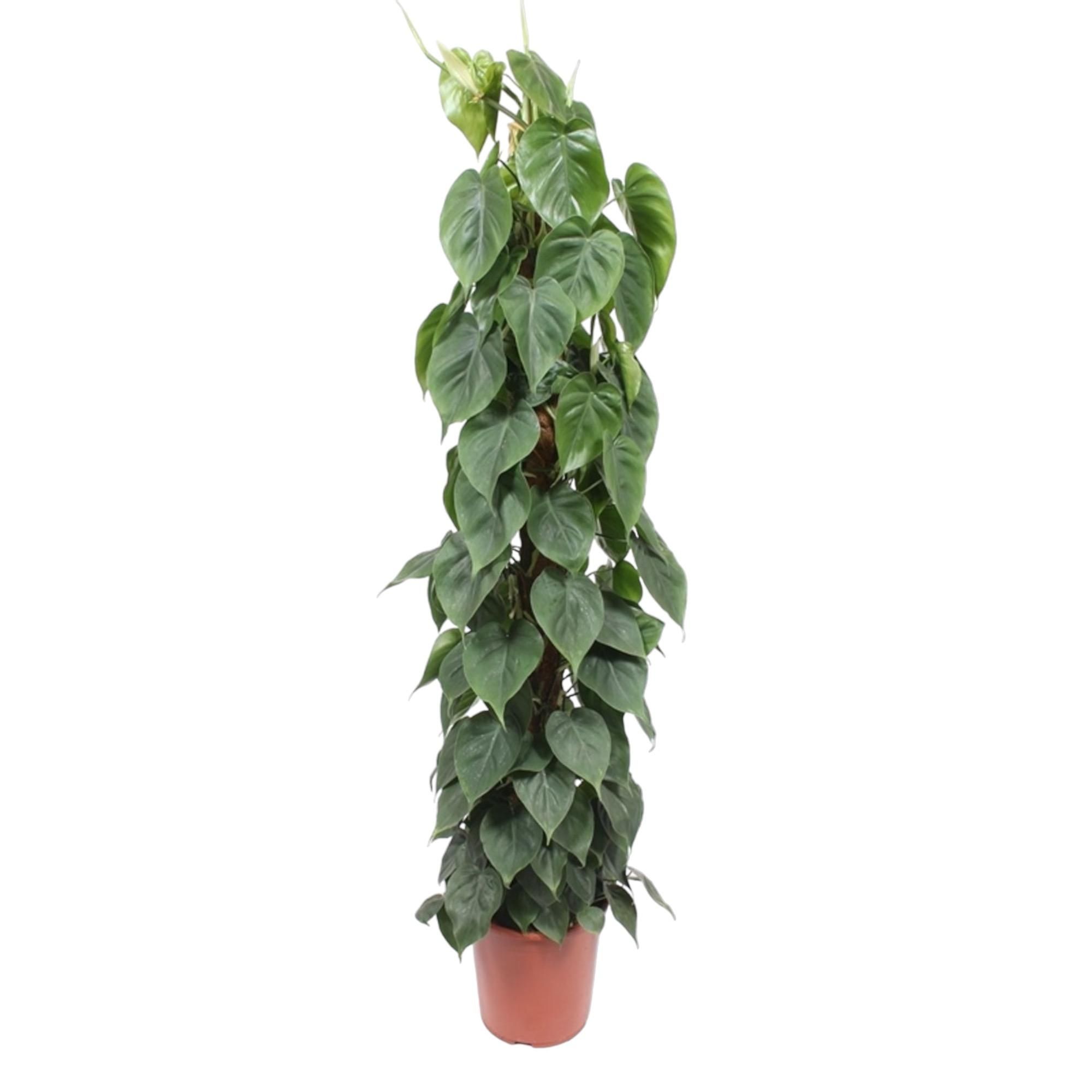 Philodendron Scandens - Tropische Zimmerpflanze mit Moosstab