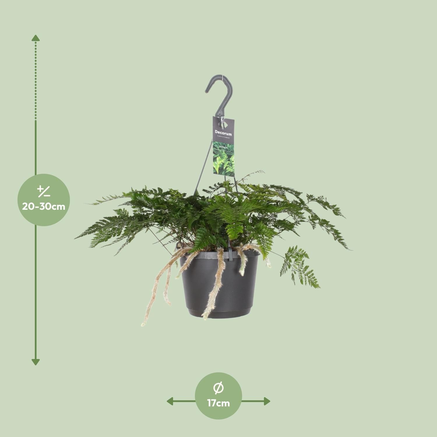 Humata Tyermannii | Ø 17cm | ↕ 20cm | Pflegeleicht