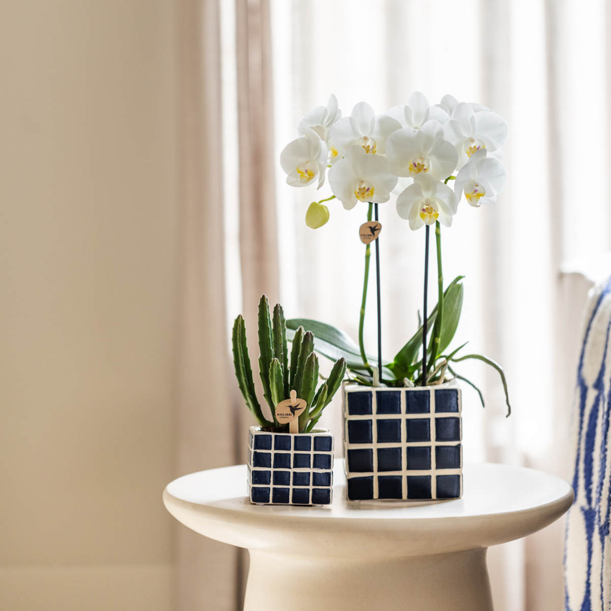 Nazaré-Orchidee und Crassula Hobbit im dekorativen Fish-Topf