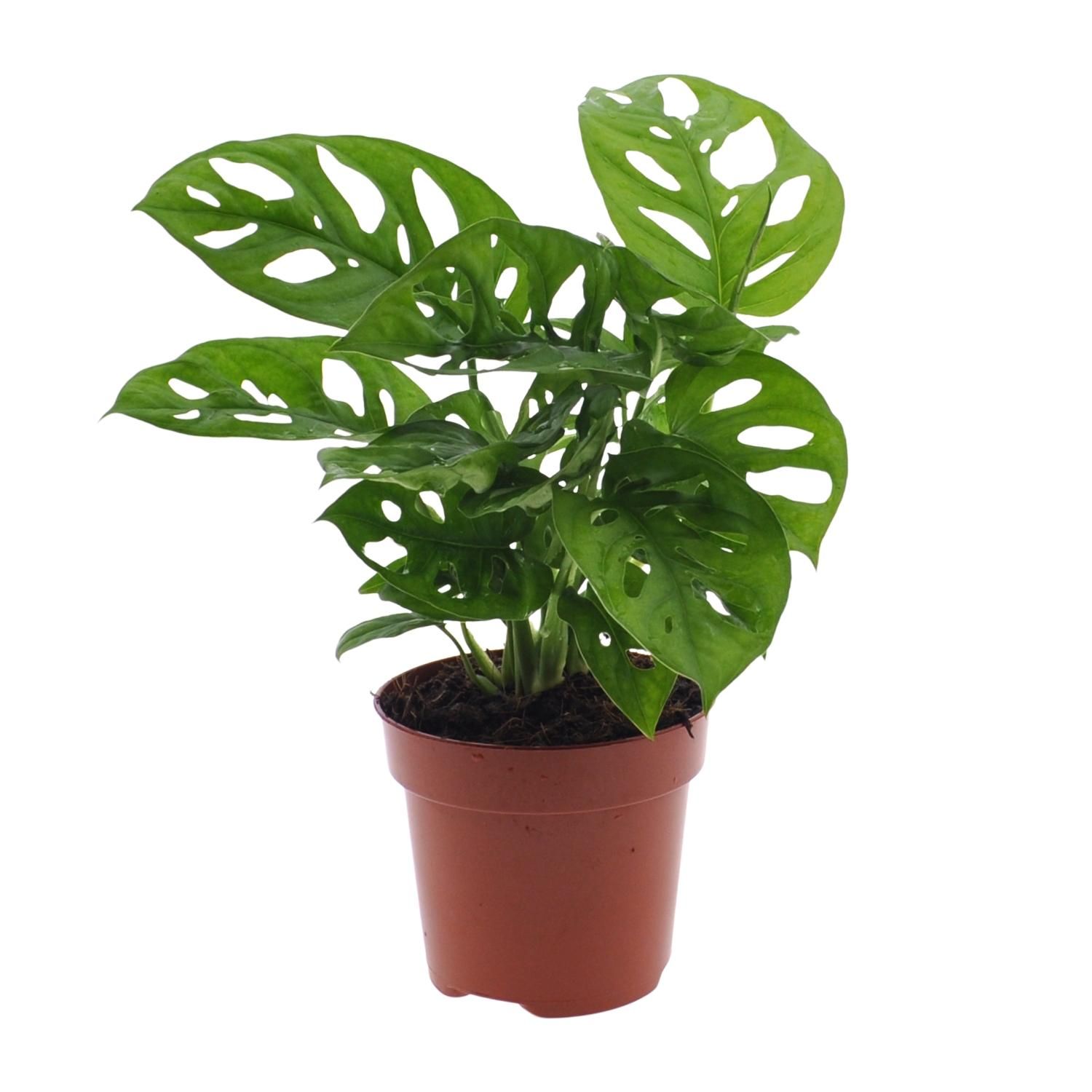Monstera Monkey Leaf Zimmerpflanze