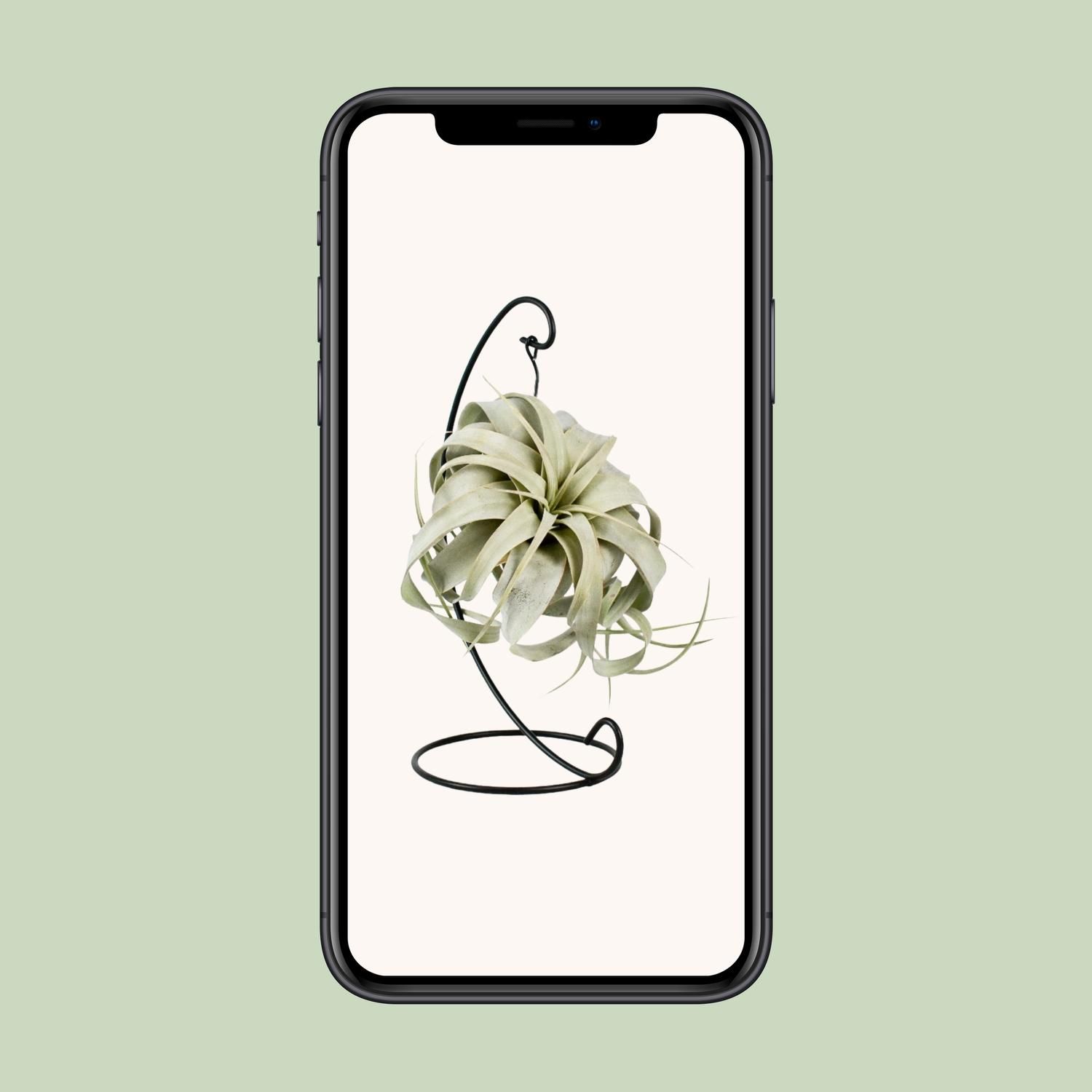Tillandsia King Xero Luftpflanze elegant