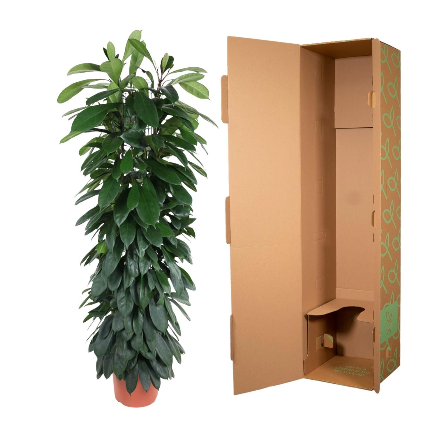 Ficus Cyatistipula auf Stamm elegant