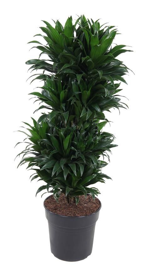 Dracaena Compacta Vertakt Zimmerpflanze