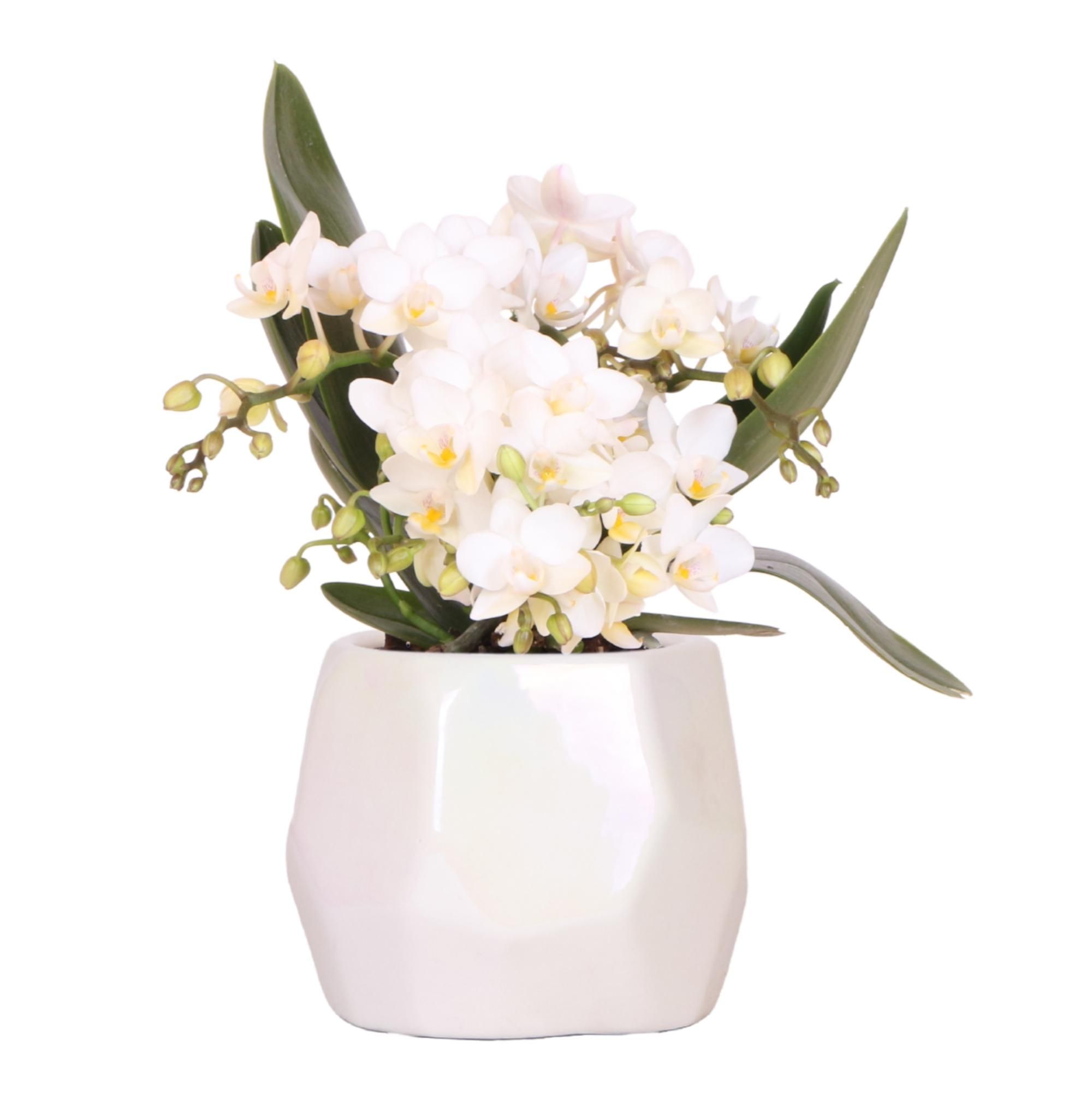 Weiße Orchidee + Pearl Dekotopf Travertine – Ø9cm Topf – Blühende Zimmerpflanze