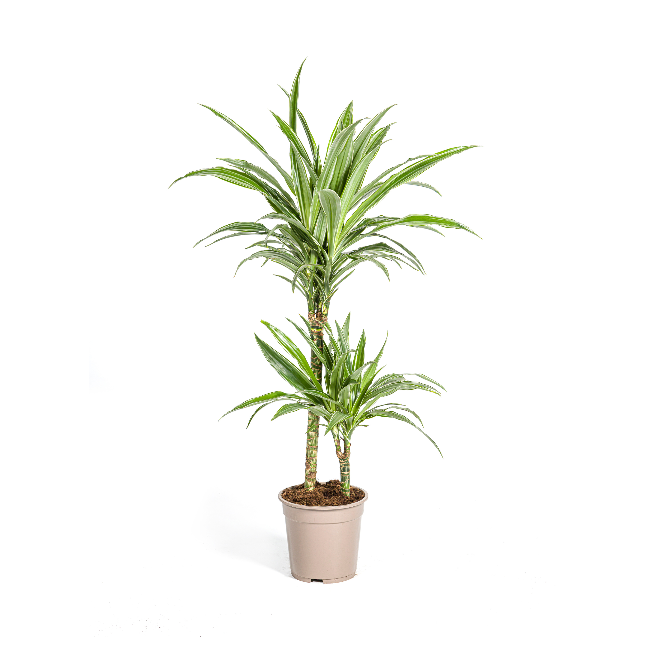 Dracaena Deremensis White Stripe – Zimmerpflanze – 70-90cm