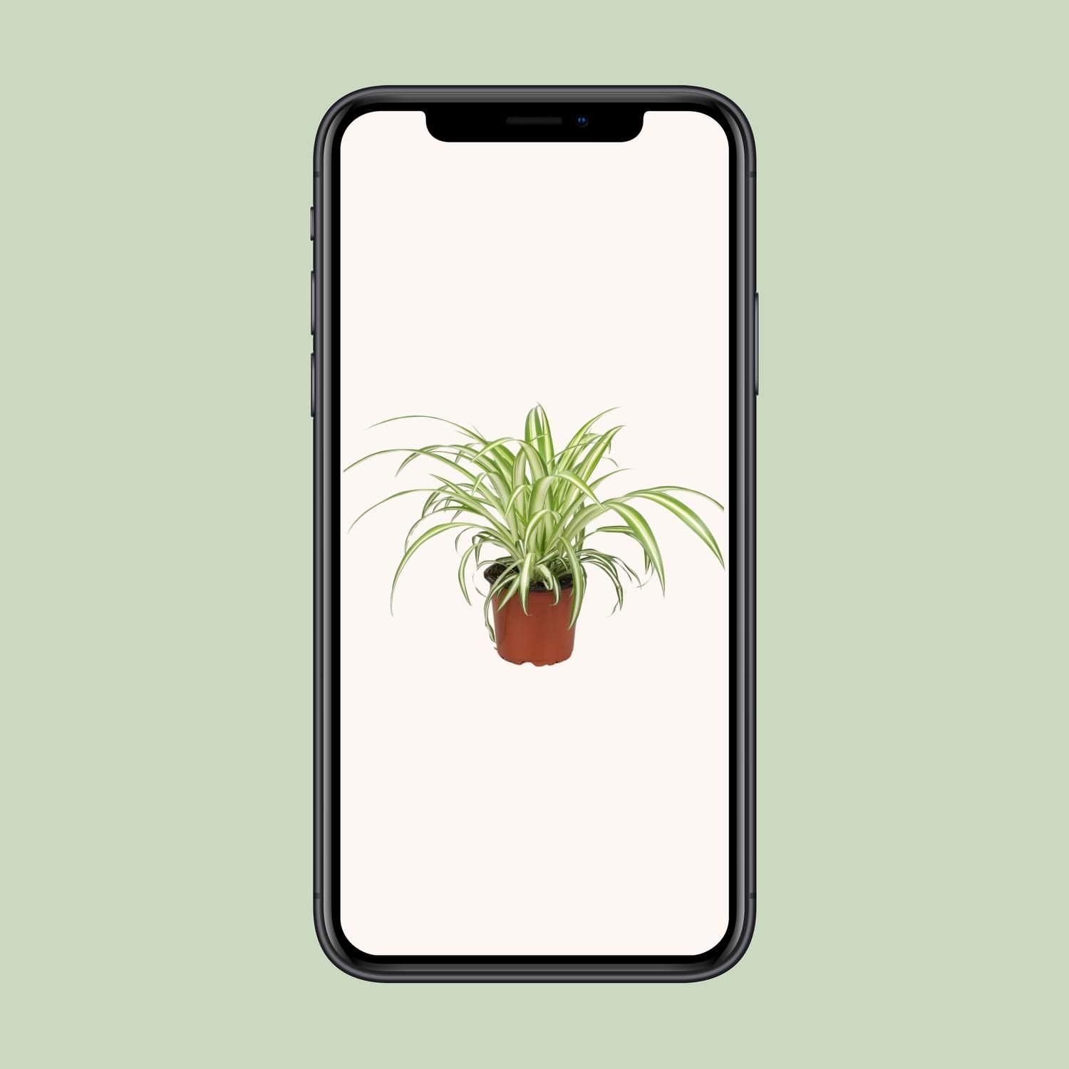 Chlorophytum Zimmerpflanze mit eleganten, langen grünen Blättern