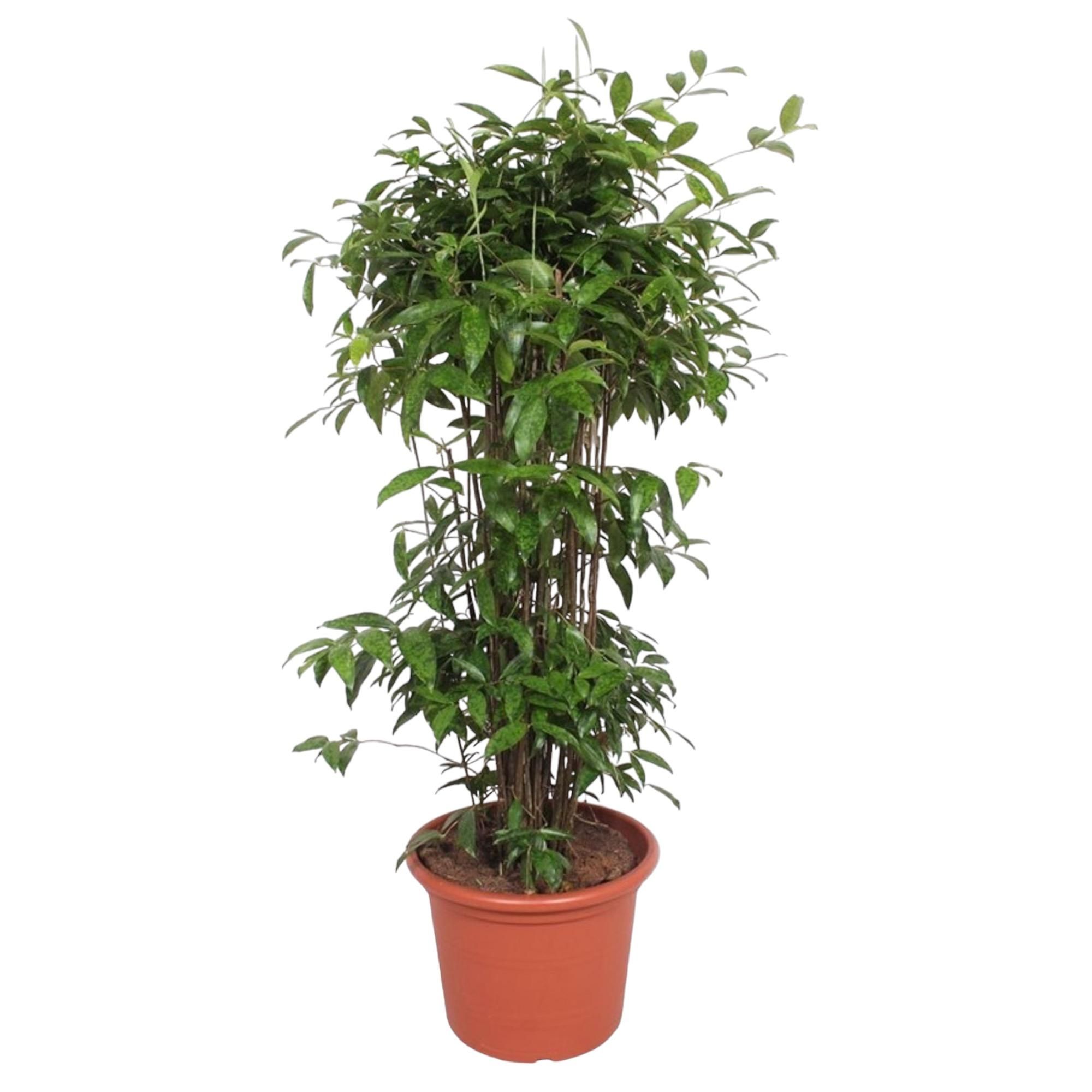 Dracaena Surculosa Zimmerpflanze