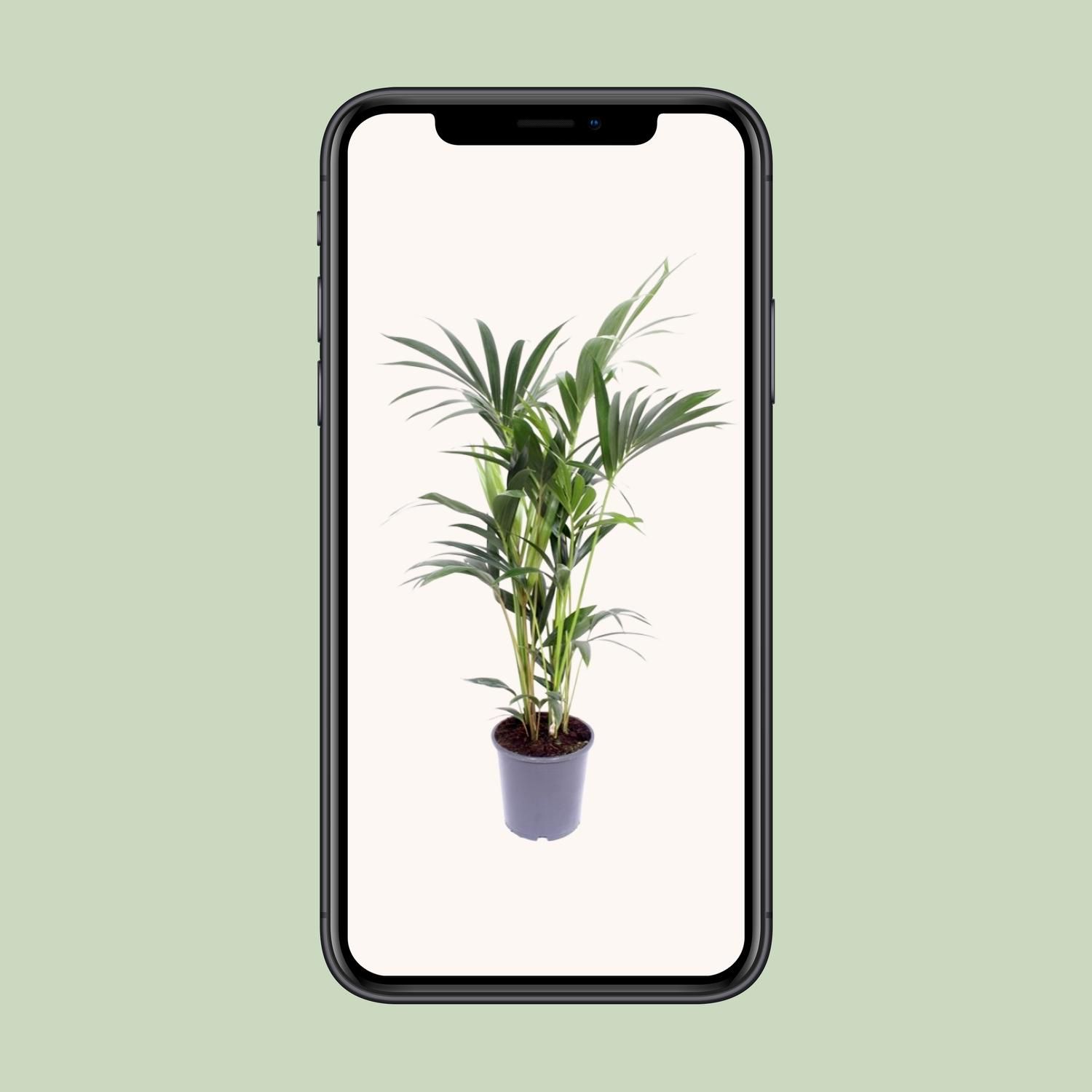Kentia-Palme Howea Forsteriana - elegante Zimmerpflanze