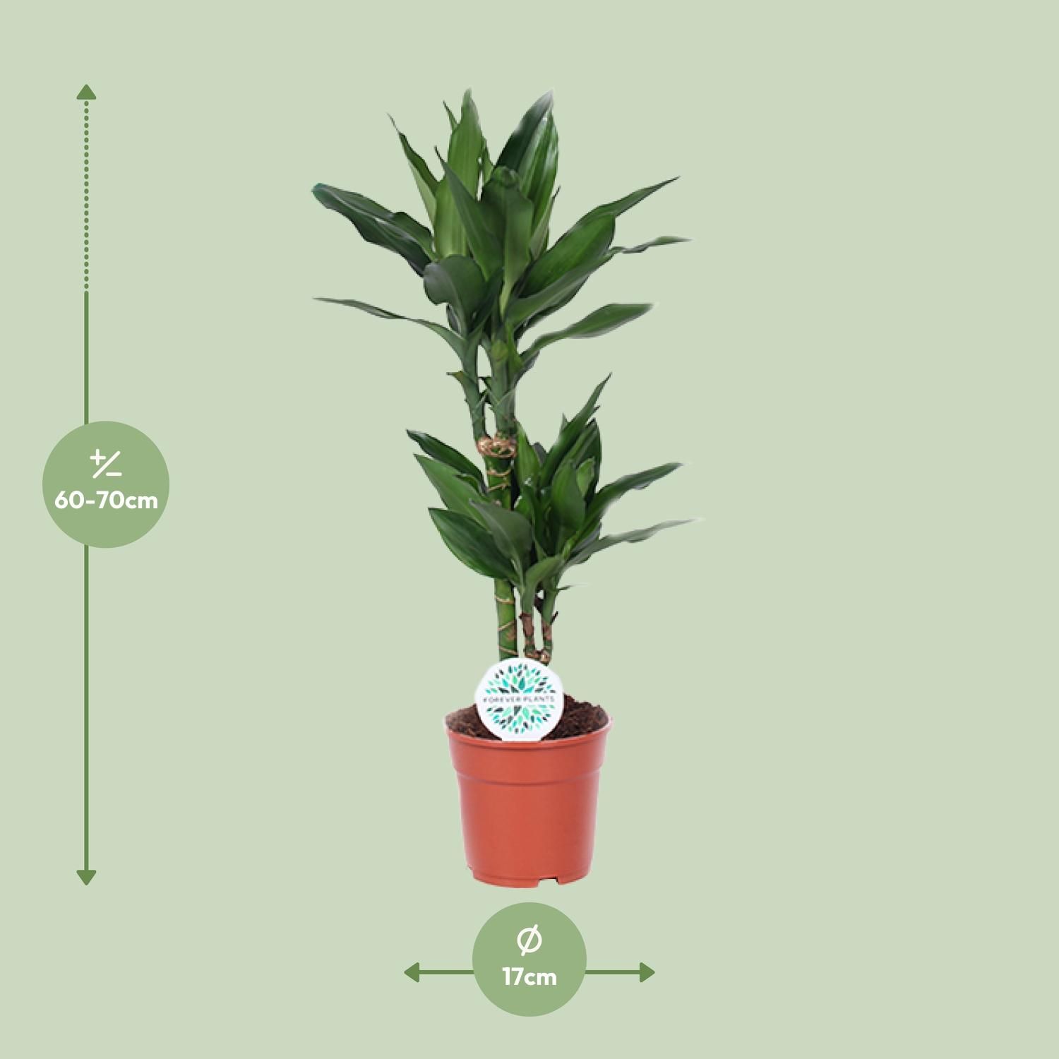 Dracaena Janet Lind Drachenbaum Zimmerpflanze