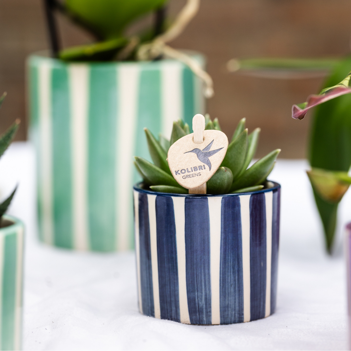 Calathea Zimmerpflanze mit einzigartigem Blattmuster