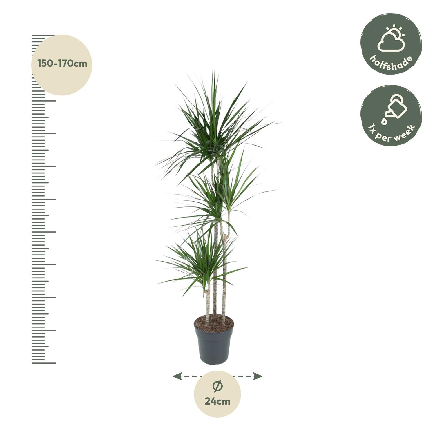 Dracaena Marginata eleganter Zimmerbaum