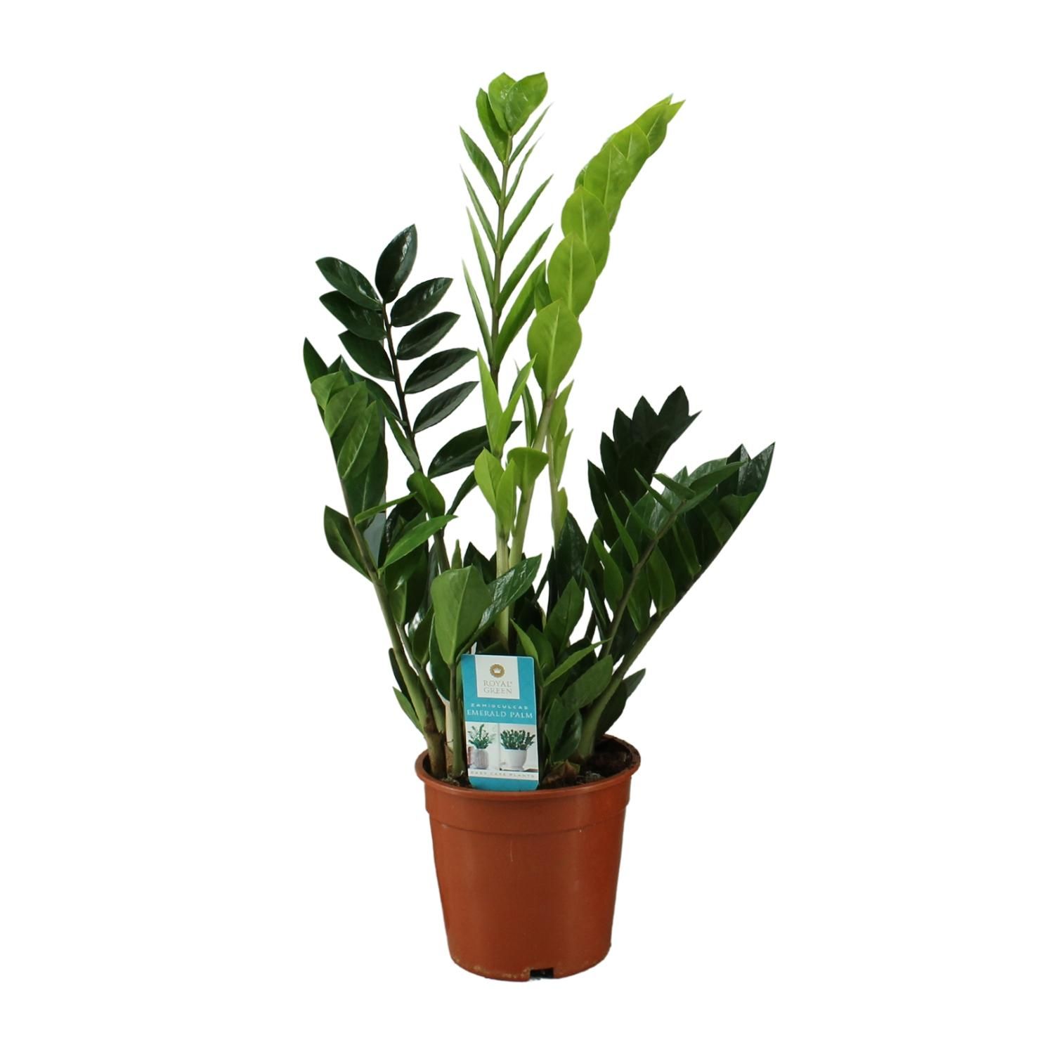Zamioculcas Zimmerpflanze mit glänzenden Blättern