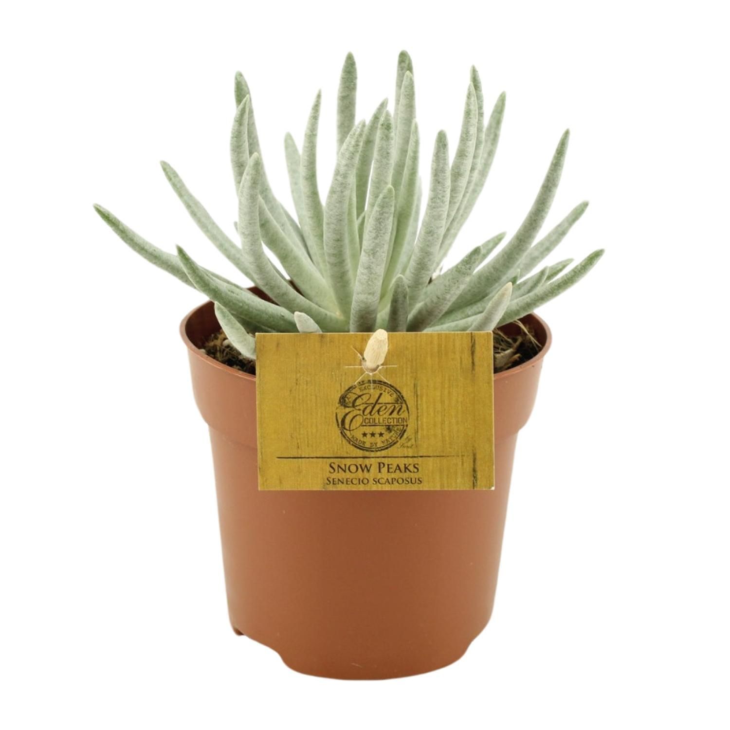 Senecio Scaposus Pflanze mit lebendigen Blüten