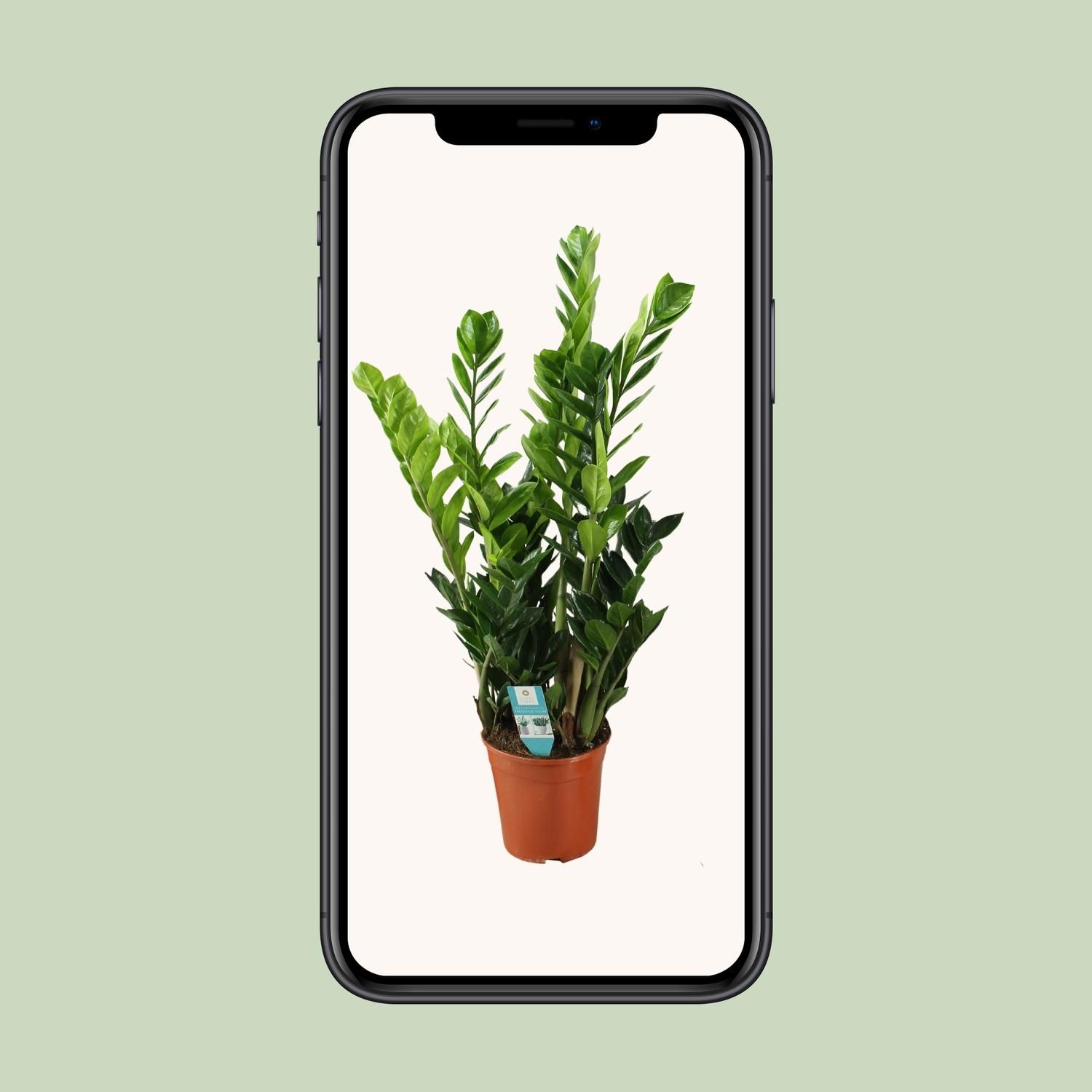 Zamioculcas Zimmerpflanze mit Glänzenden Blättern
