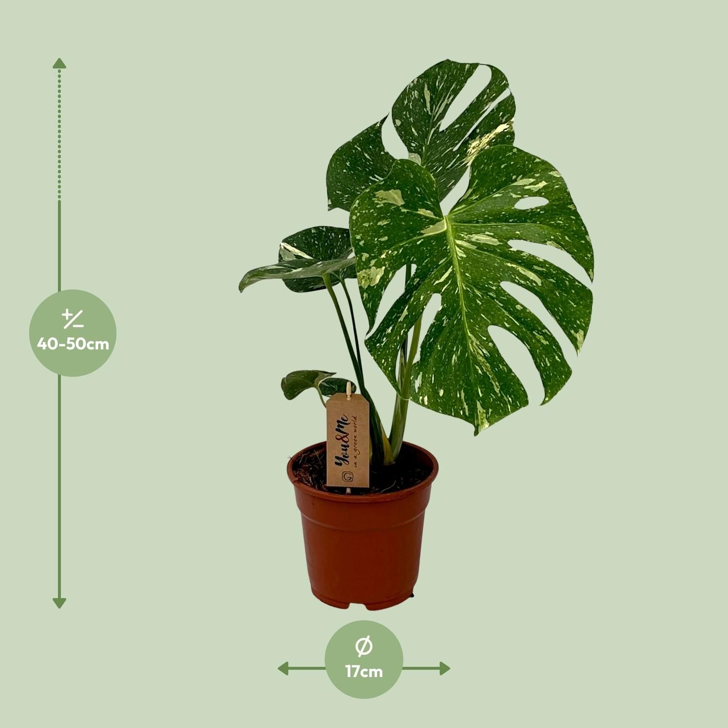 Monstera Deliciosa Zimmerpflanze