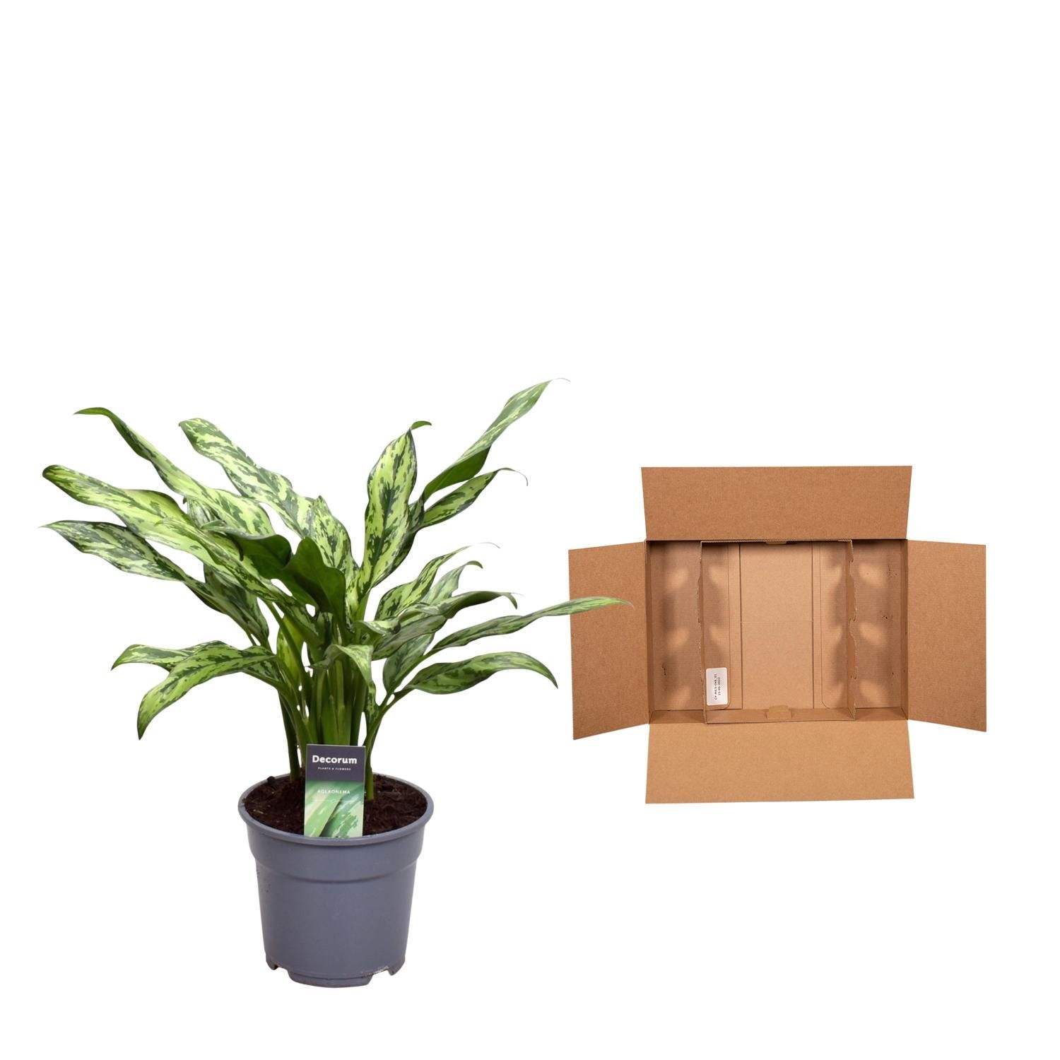 Aglaonema Juliette Zimmerpflanze mit elegantem Laub