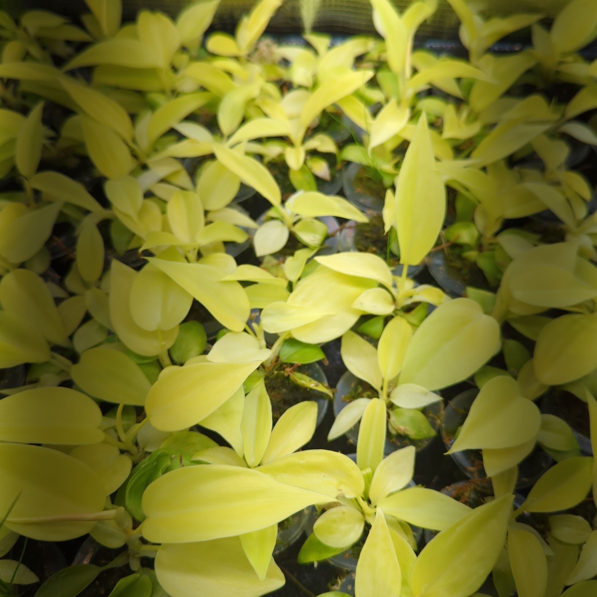 Baby Philodendron hederaceum Lemon Lime + selbstbewässernder Übertopf