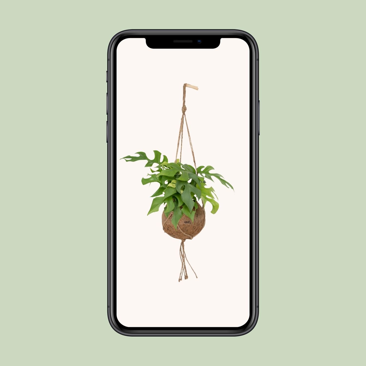 Monstera Minima – Exotische Zimmerpflanze mit geteilten Blättern
